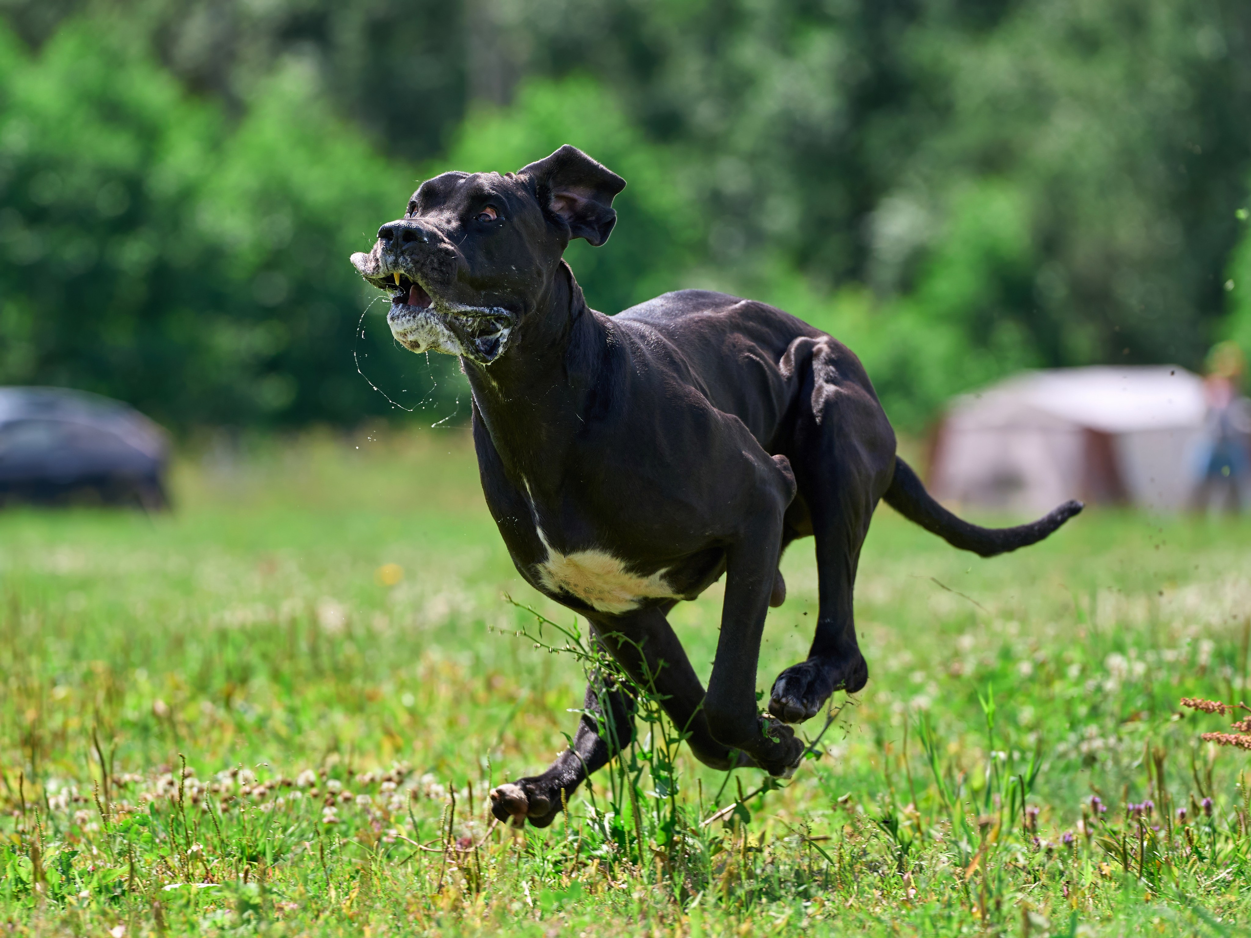 Тренировка по курсингу в Донино. Фотограф-анималист Михаил Манухин