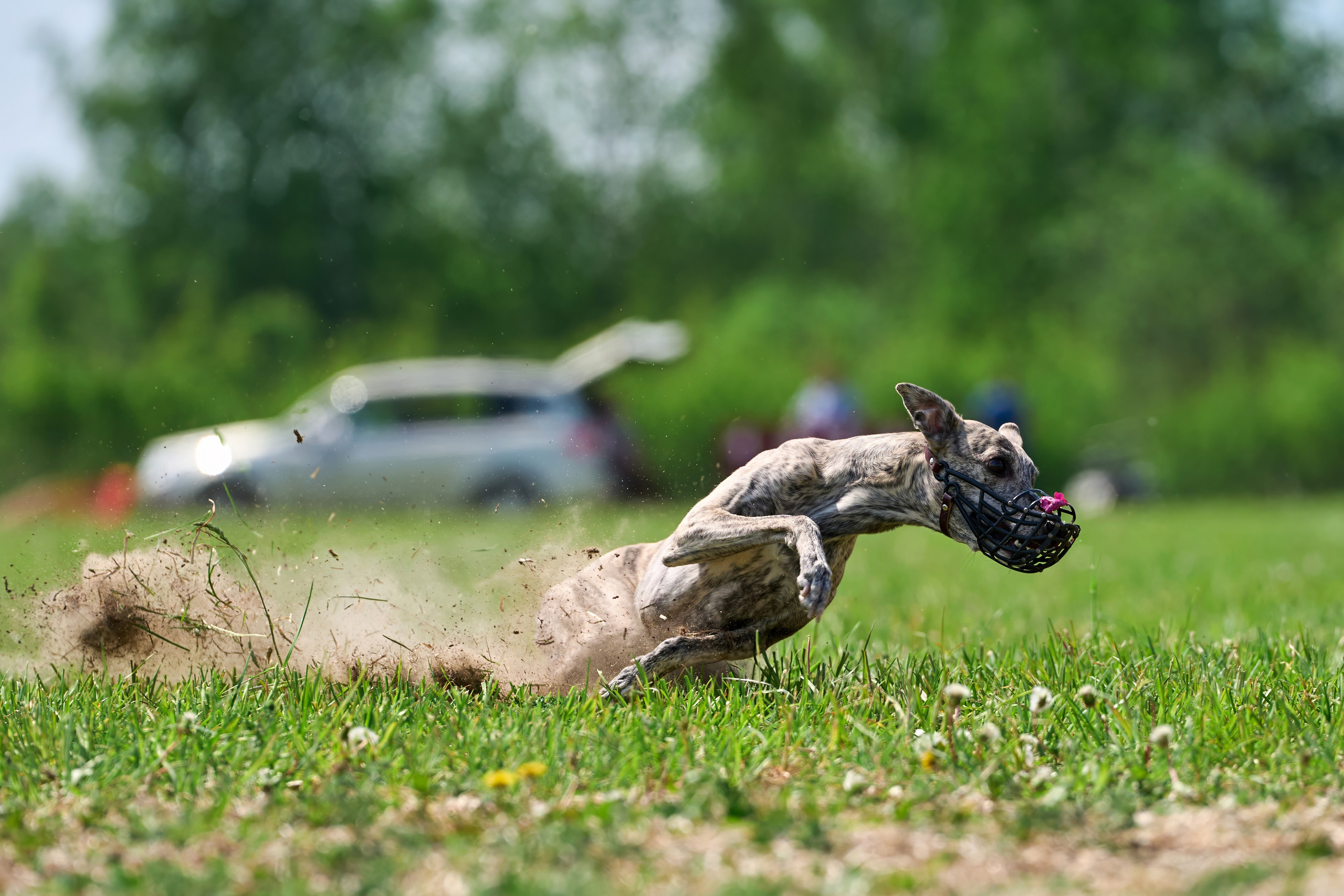 Квалификация по рейсингу. РАЛББ и Курсинг на Ярославке. Фотограф-анималист Михаил Манухин