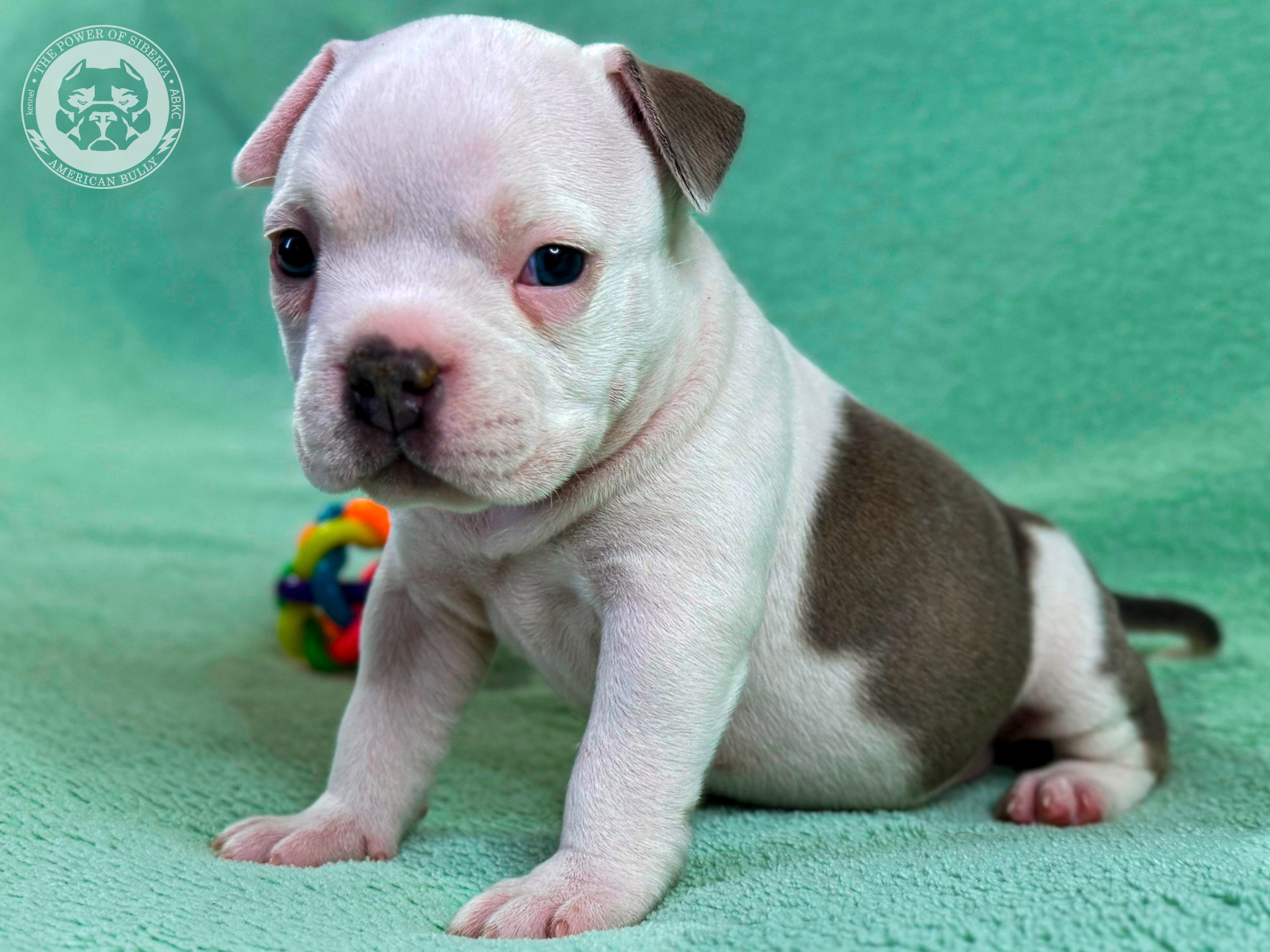 Все свободные щенки. Американский Булли в г. Ростов-на-Дону. Питомник THE POWER OF SIBERIA
