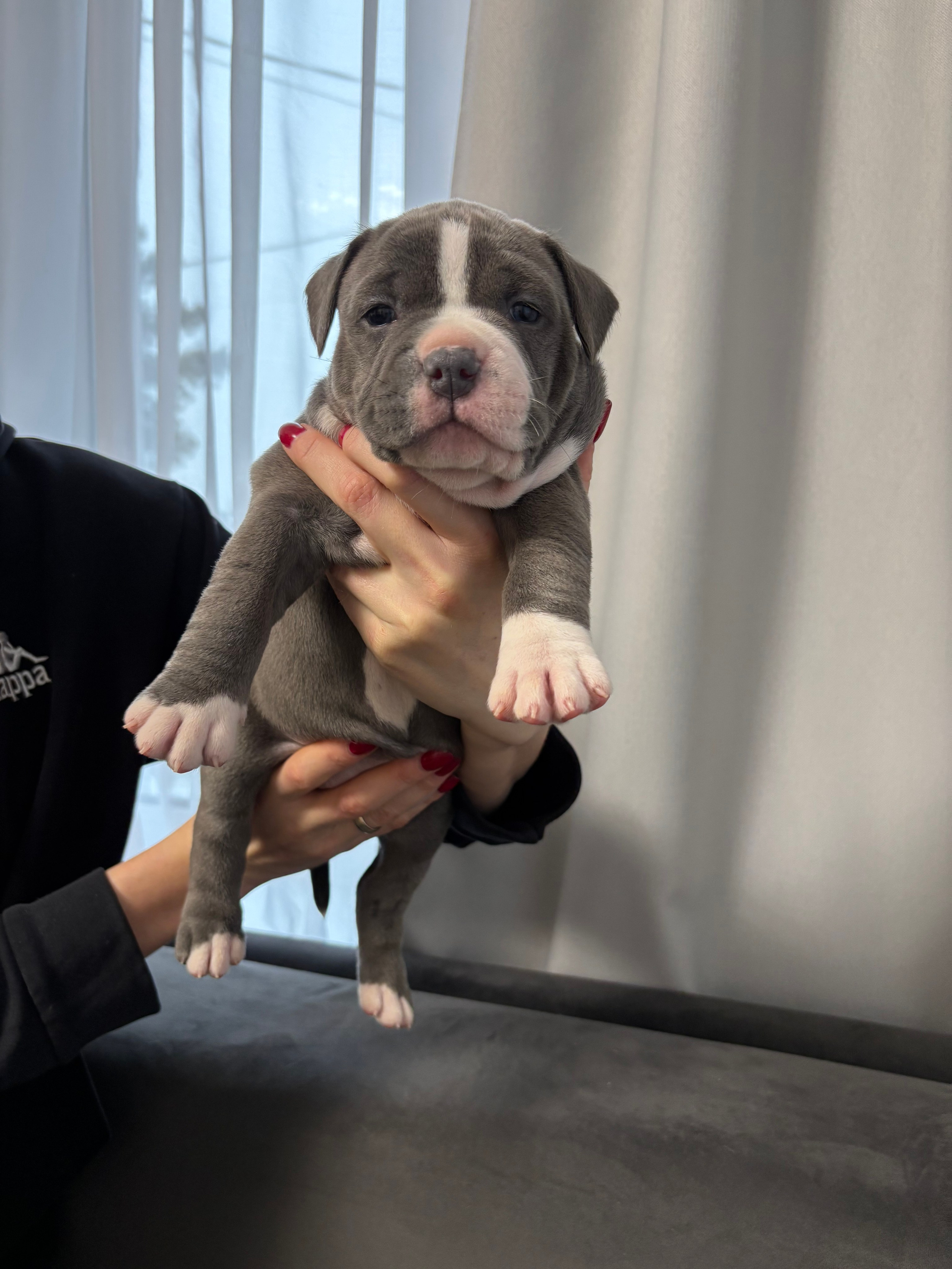 Помет Рич и Дося 04.02.25. Американский Булли в г. Ростов-на-Дону. Питомник THE POWER OF SIBERIA