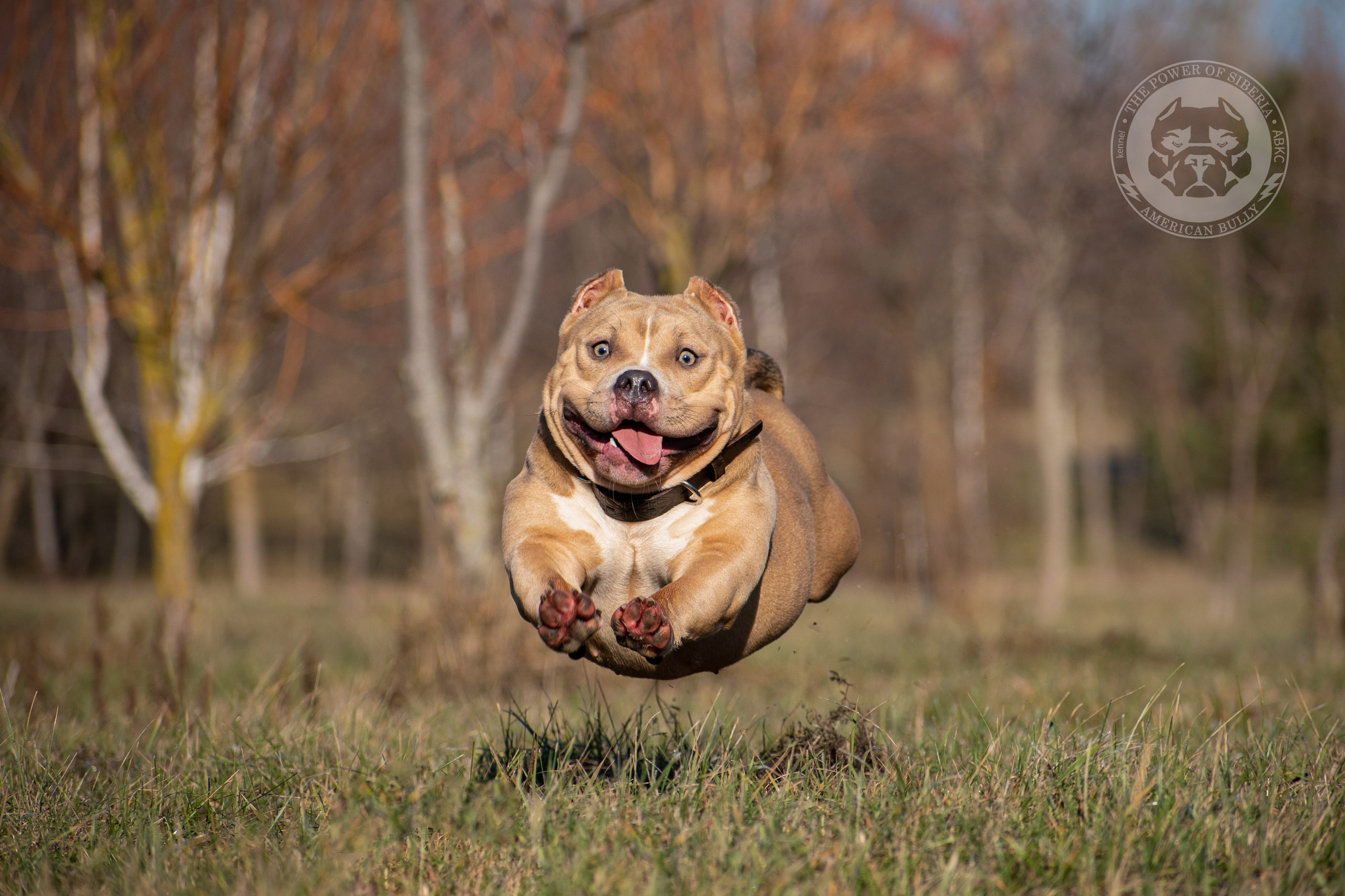 булли в полете, забавное фото