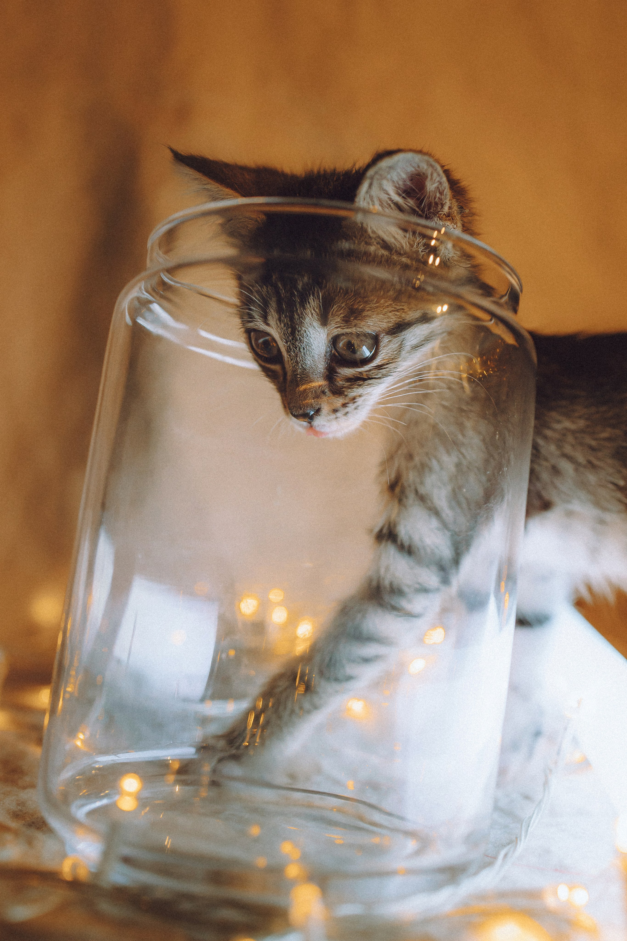 Более 30 идей для фотосессии с котенком