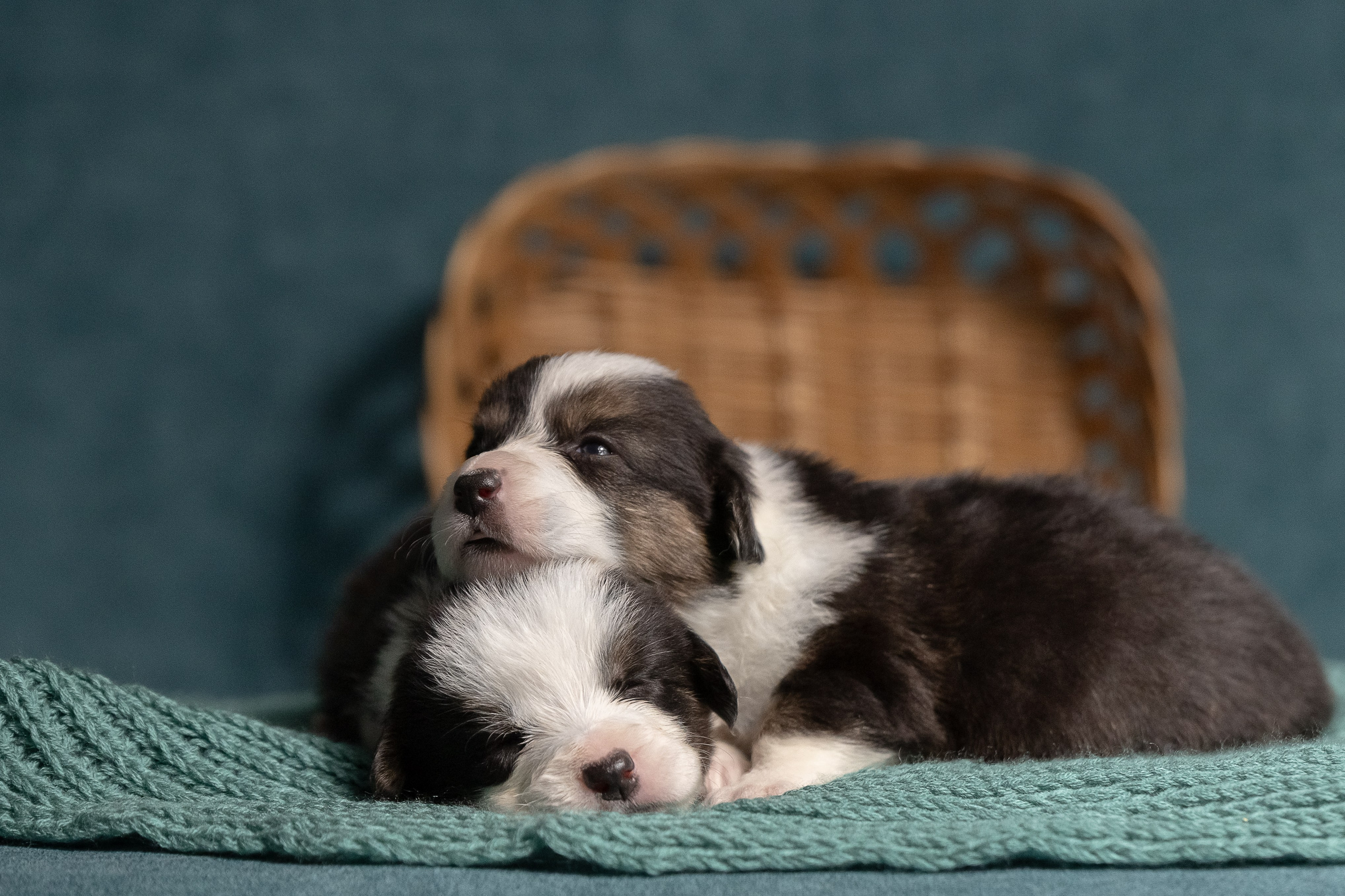 Купить щенка вельш корги кардиган из питомника Ice Fantasy. Купить щенка Вельш-корги-кардиган в семейном питомнике — Ice Fantasy