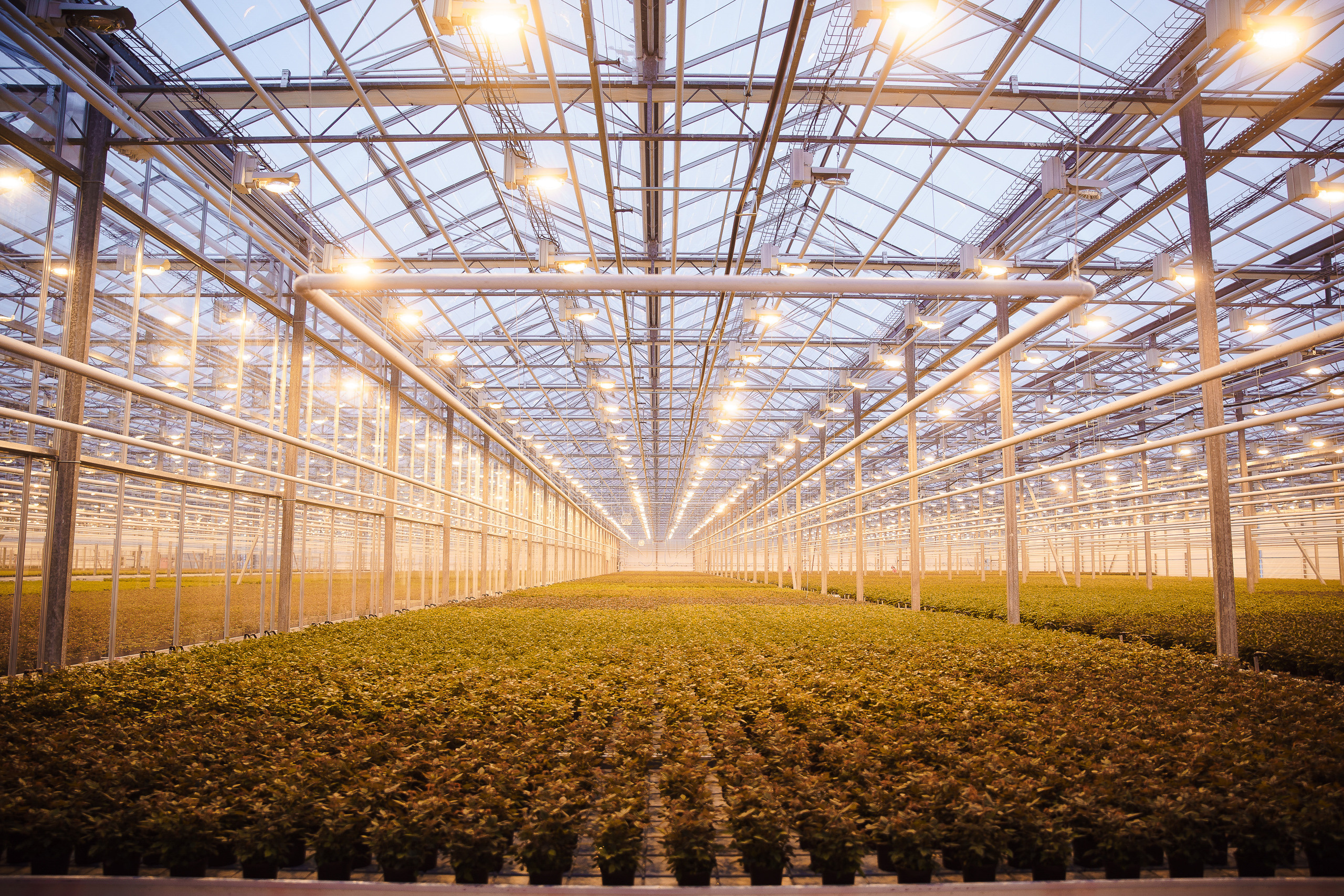 Открытие теплицы в тепличном комбинате Ярославский. Репортажный фотограф Сергей Сажин г. Ярославль