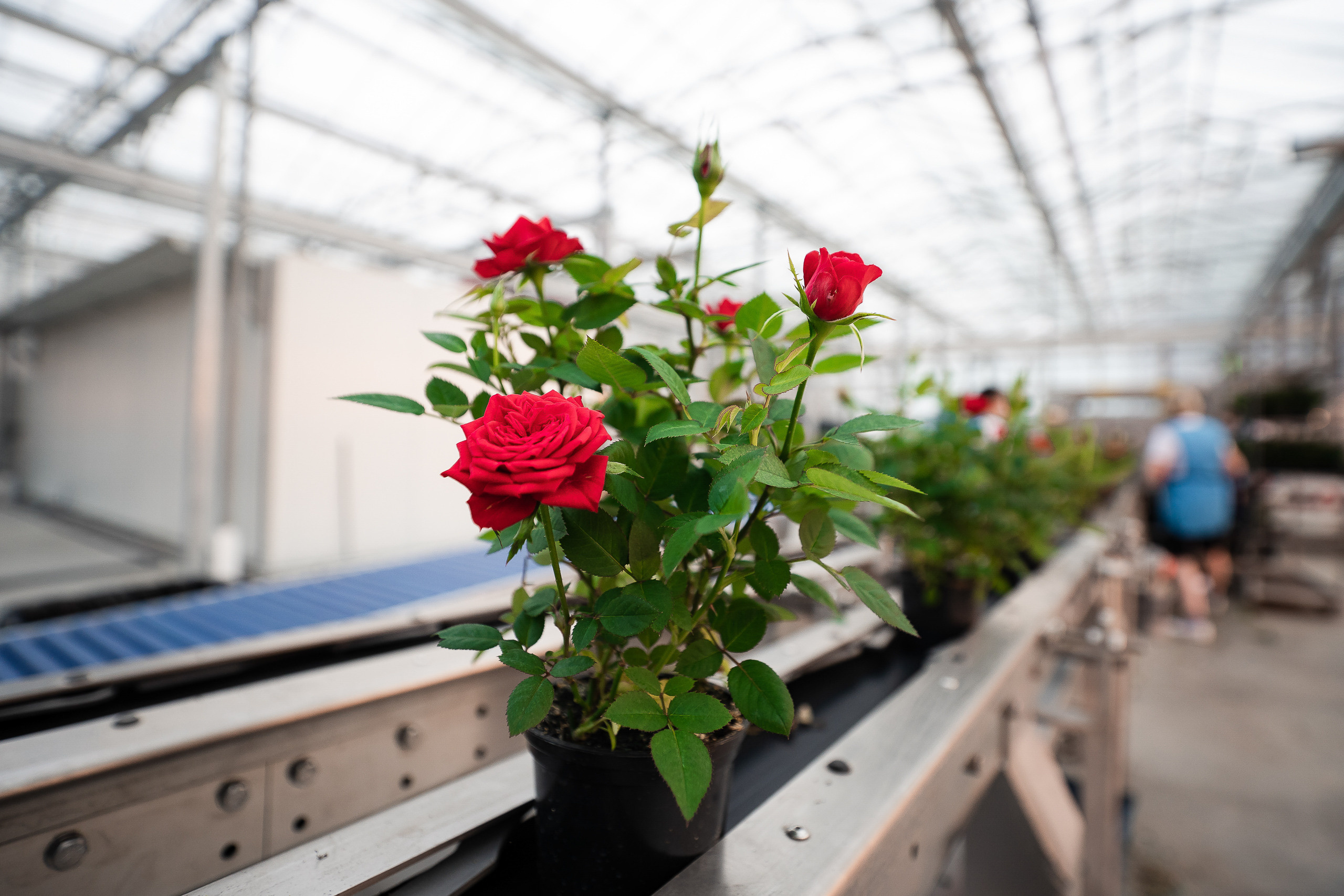 Открытие теплицы в тепличном комбинате Ярославский. Репортажный фотограф Сергей Сажин г. Ярославль