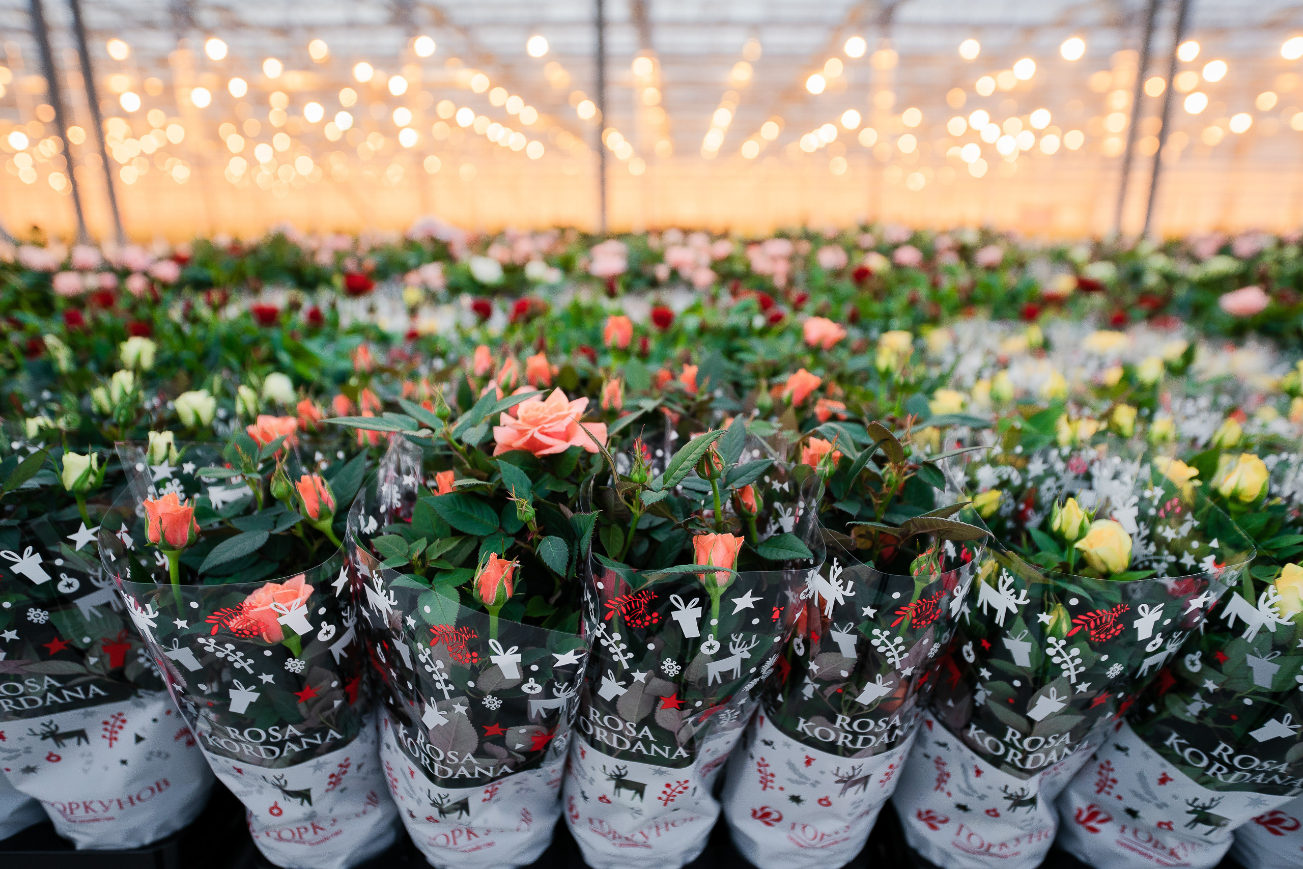 Открытие теплицы в тепличном комбинате Ярославский. Репортажный фотограф Сергей Сажин г. Ярославль