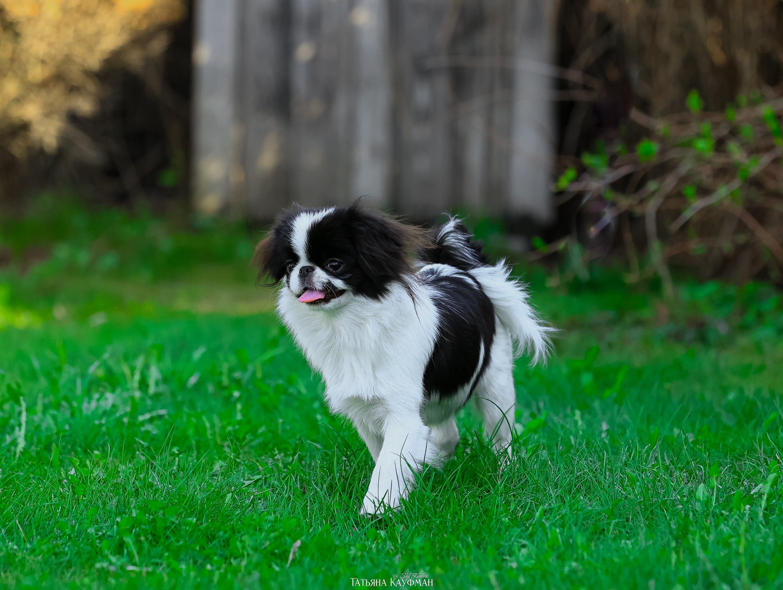 Японский хин, фотография японский хин, собака в цветах, красивая собака, фотограф анималист, фотокурс Анималистика, научиться фотографировать собак, фотограф Новосибирск