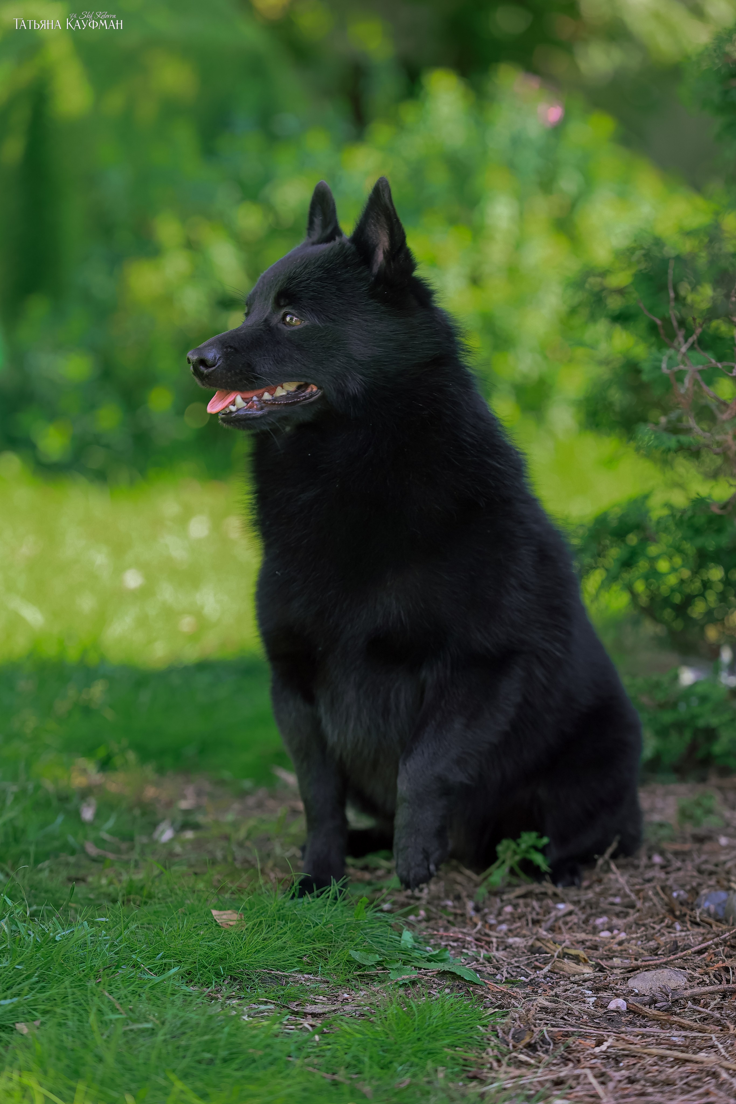 Шипперке, схипперке, красивая собака, фотограф анималист, фотокурс Анималистика, научиться фотографировать собак, фотограф Новосибирск
