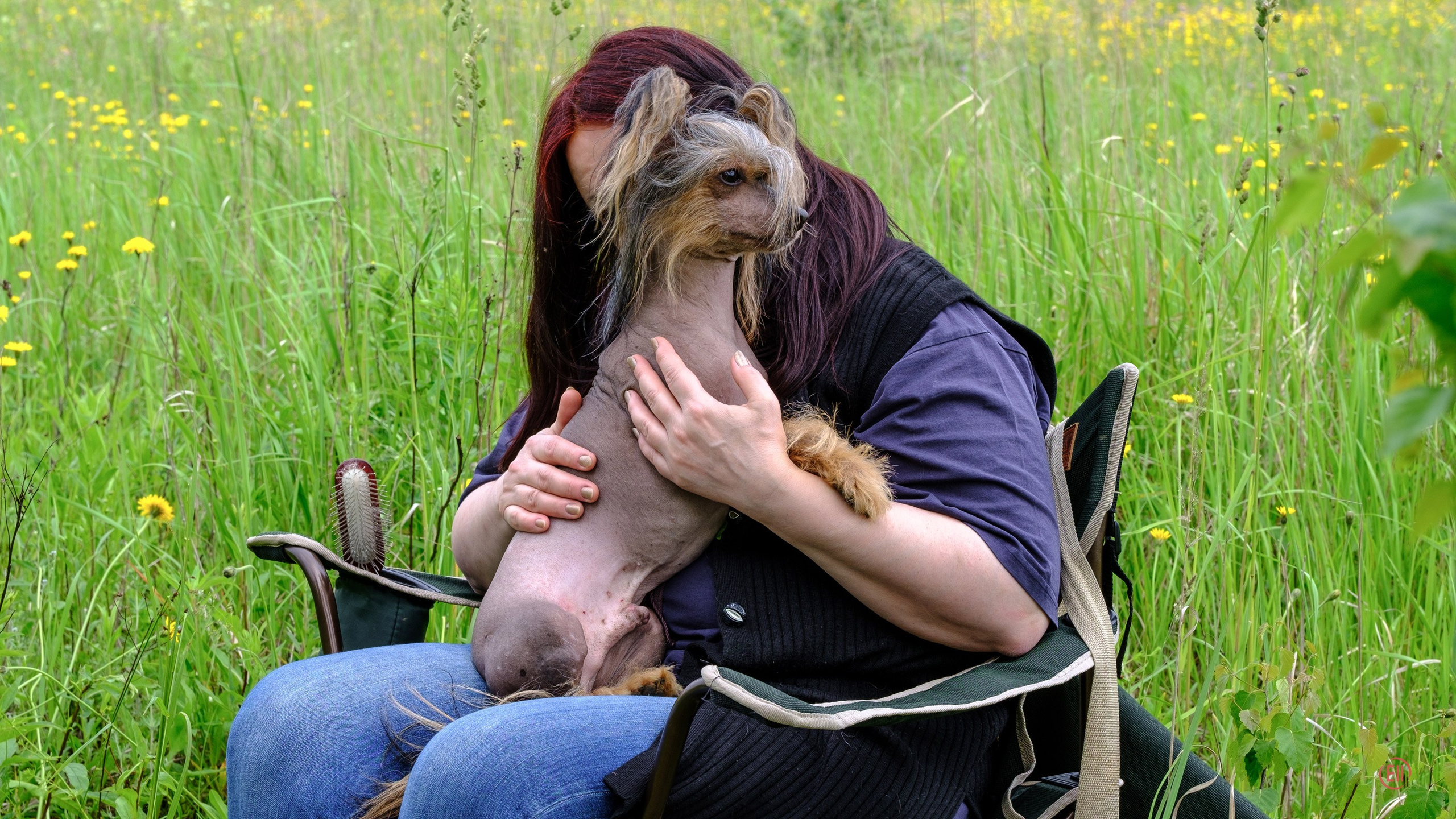 Просто в поле. Питомник китайских хохлатых собак Poale Ell: купить щенка