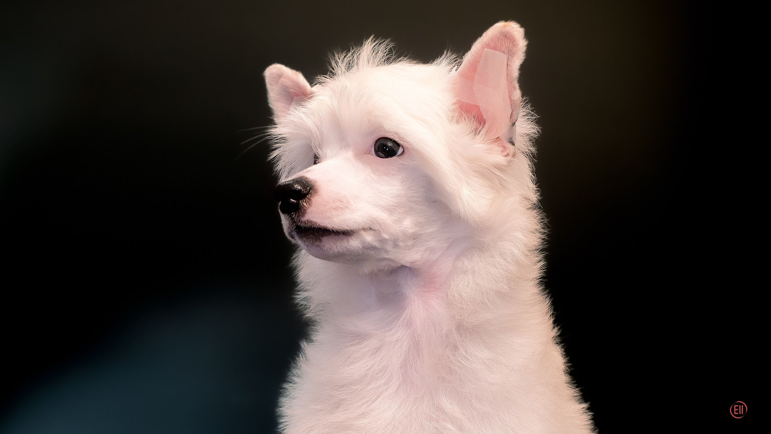 First photo session of the litter “F” of the Laisan Island kennel. Chinese Crested Dog Kennel Poale Ell