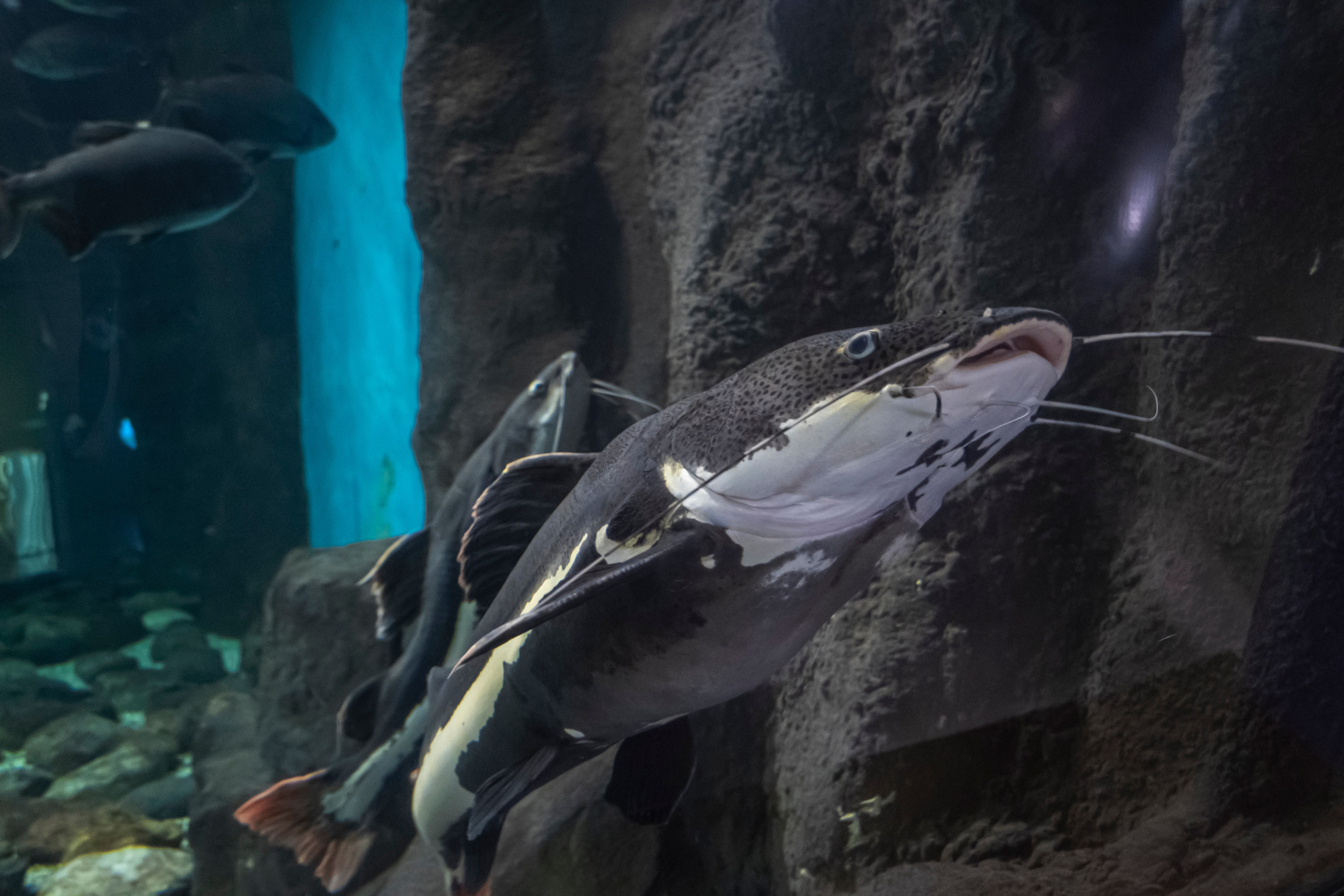 Москвариум. Фотограф Роман Адлер