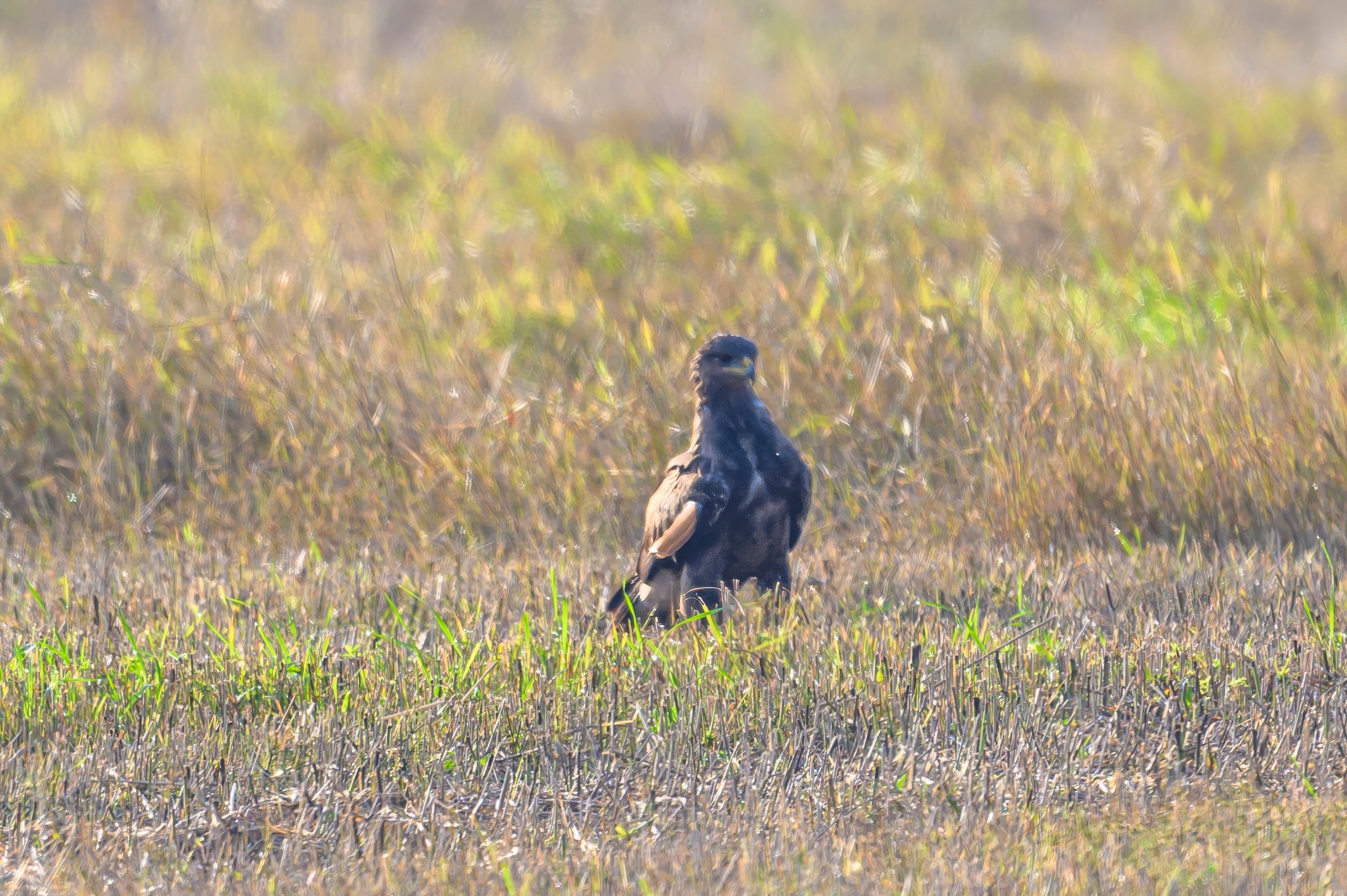 Журавлиный дзен. Crane Zen. Wildlife photography by Sergey Puponin