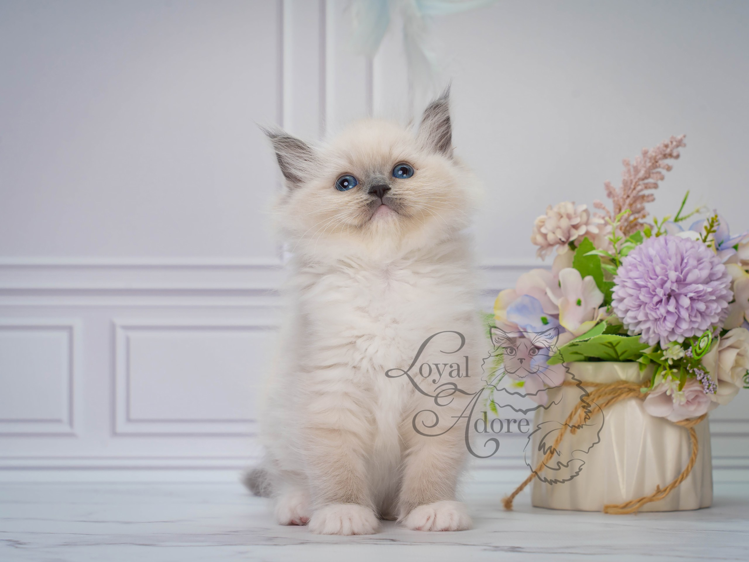 Котята рэгдолл от Loyal Adore. Питомник рэгдолл Loyal Adore
