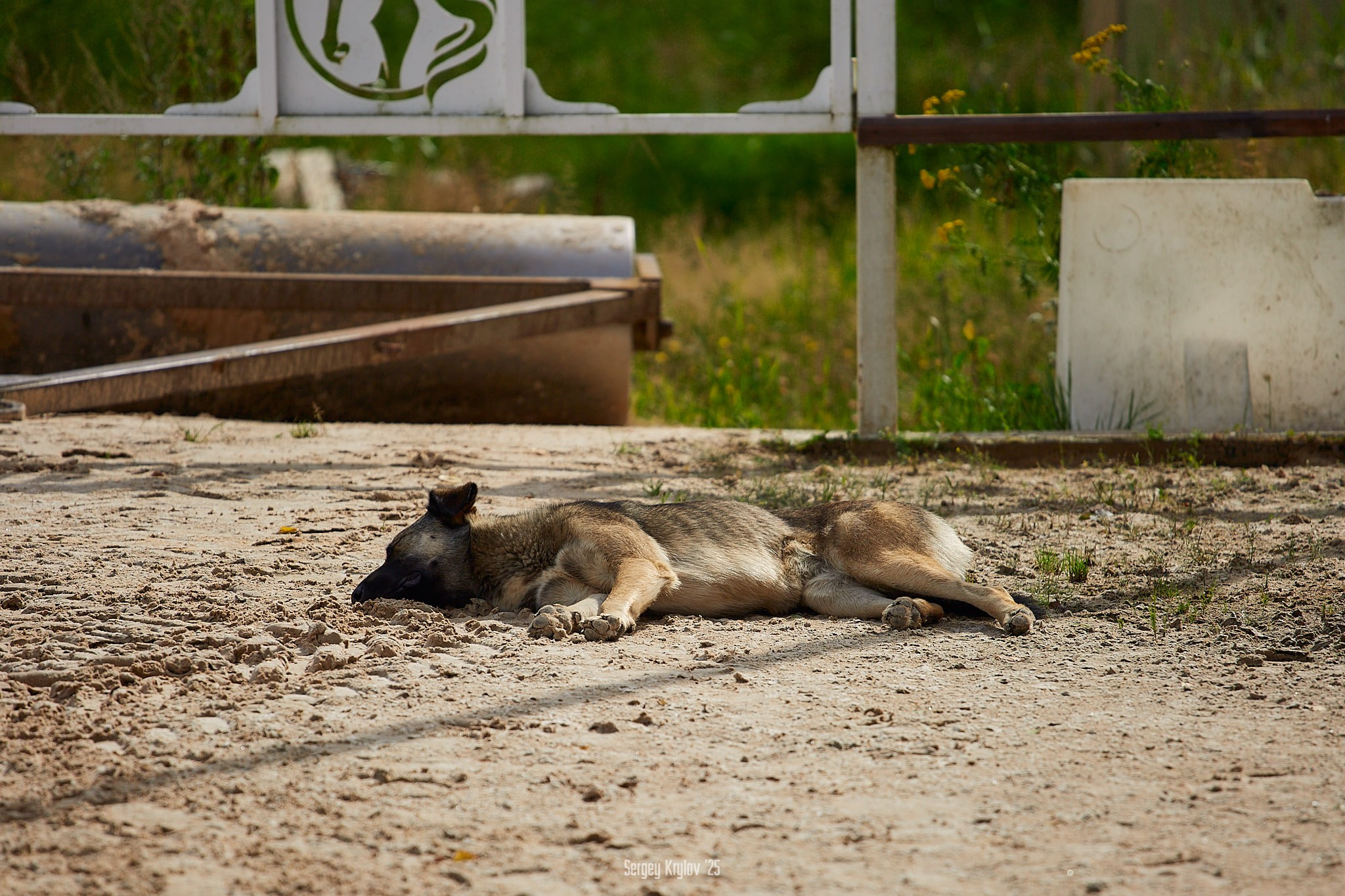 Выездка в Олимпе