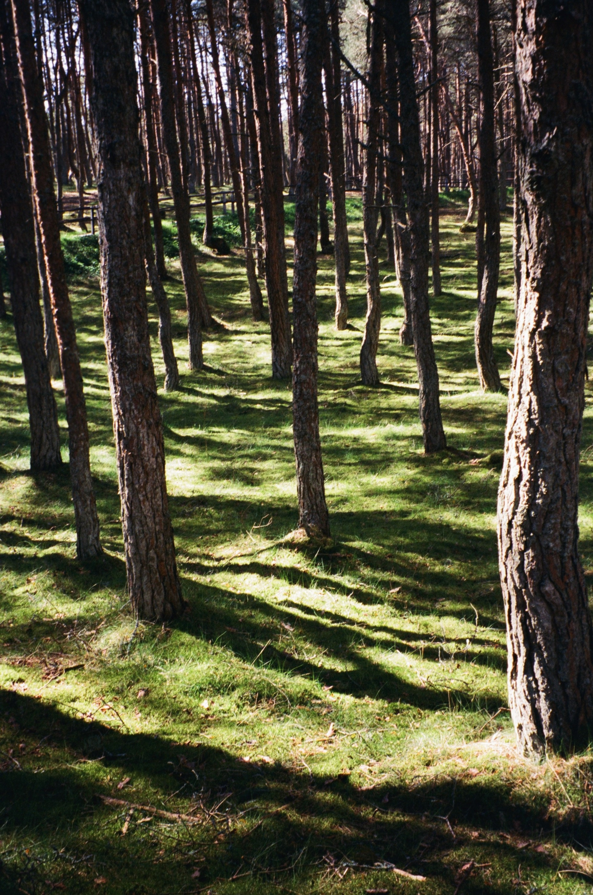 Пленочный фотограф в Москве Екатерина Кубряк