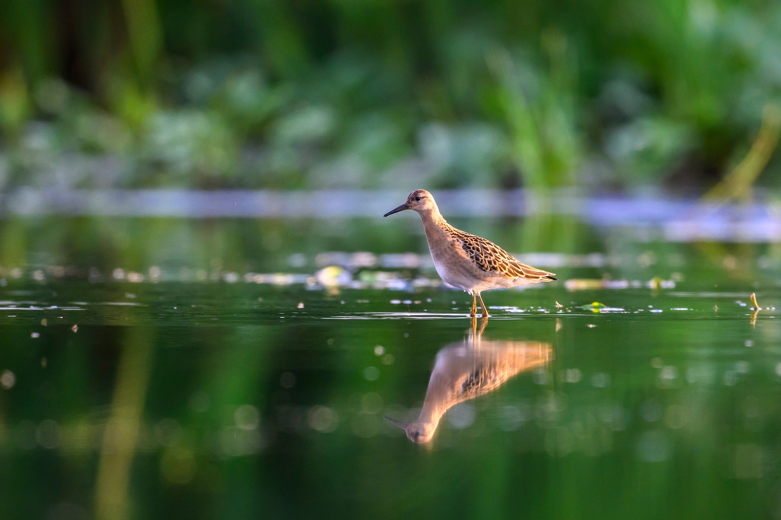 Веретенники, фифи и турухтаны. Godwits, Wood sandpipers and Ruffs. Фотограф Сергей Пупонин