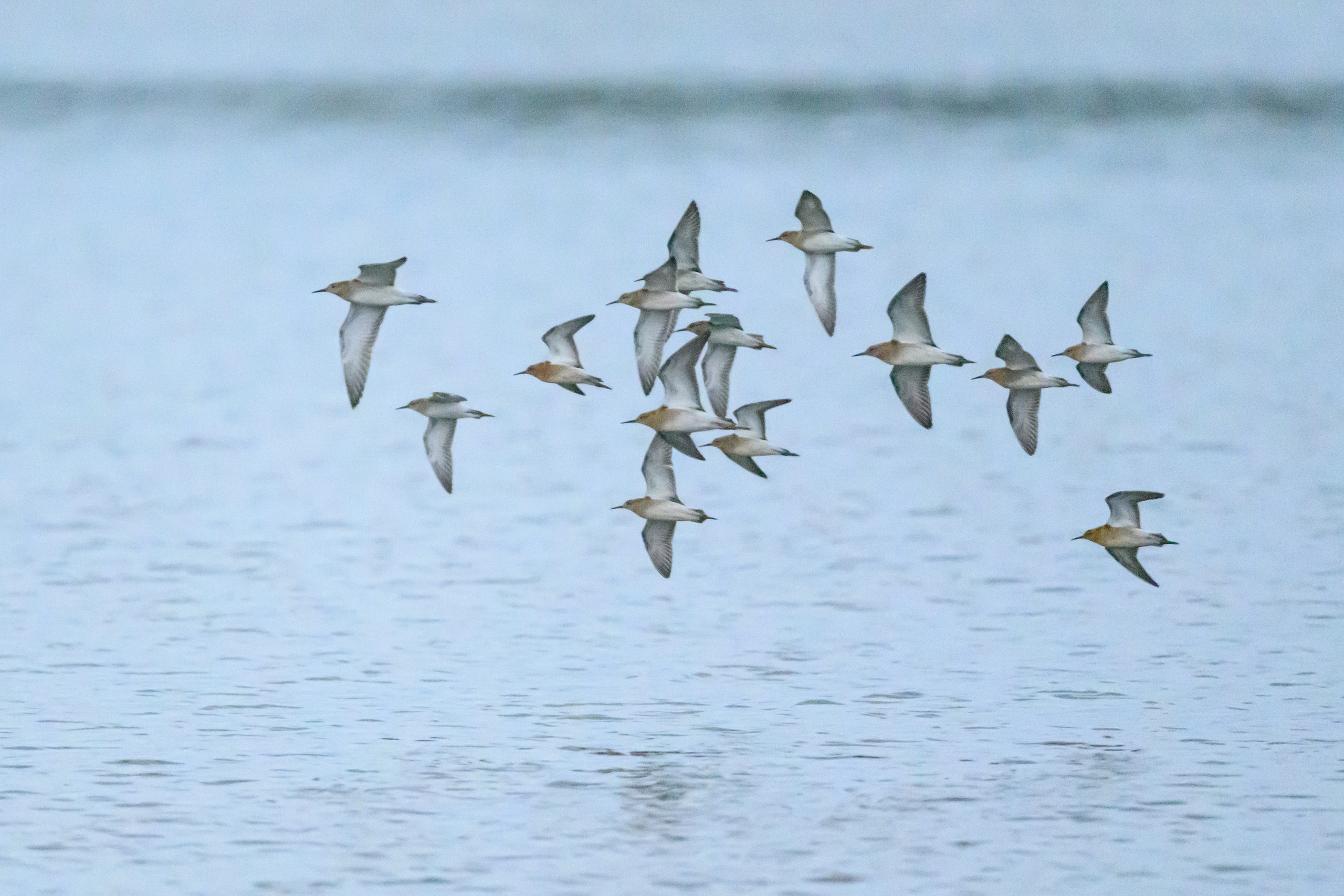 Турухтаны, цапля и коростель. Wildlife photography by Sergey Puponin