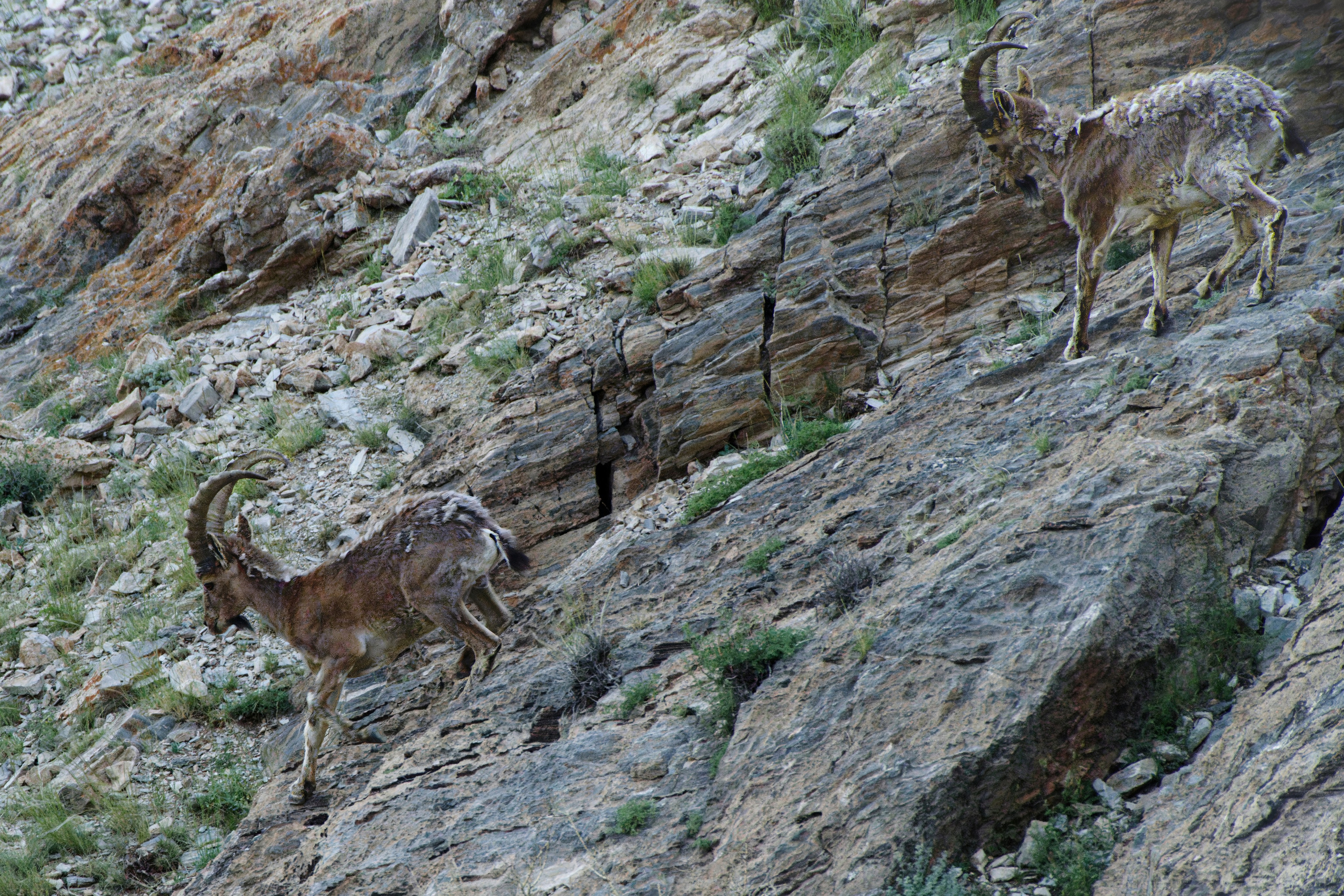 Экспедиция в Монголию (котловина больших озер). Семоха Валерий. Фотограф