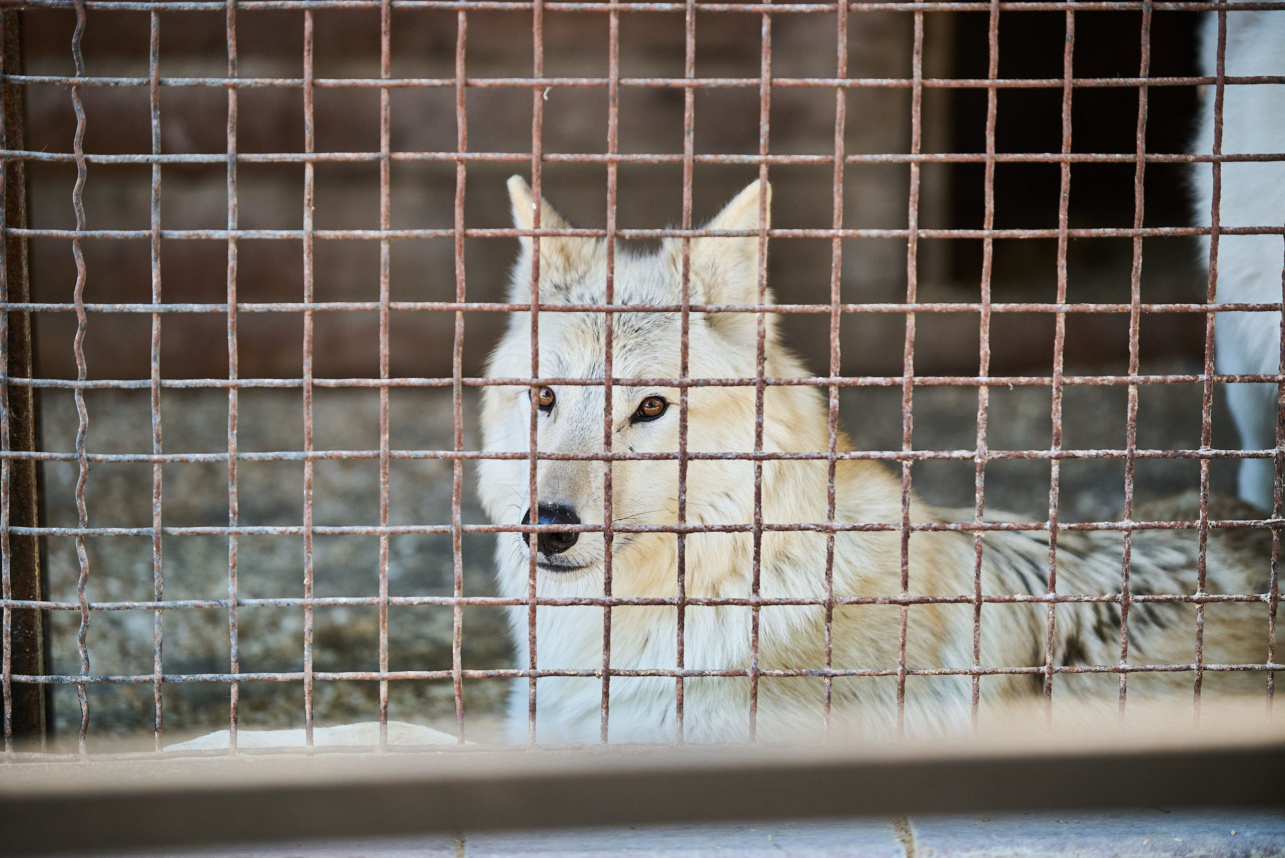 Зоопарк Иваново. Фотограф в Иваново: Каталожная съемка одежды и постельного белья, Wildberries