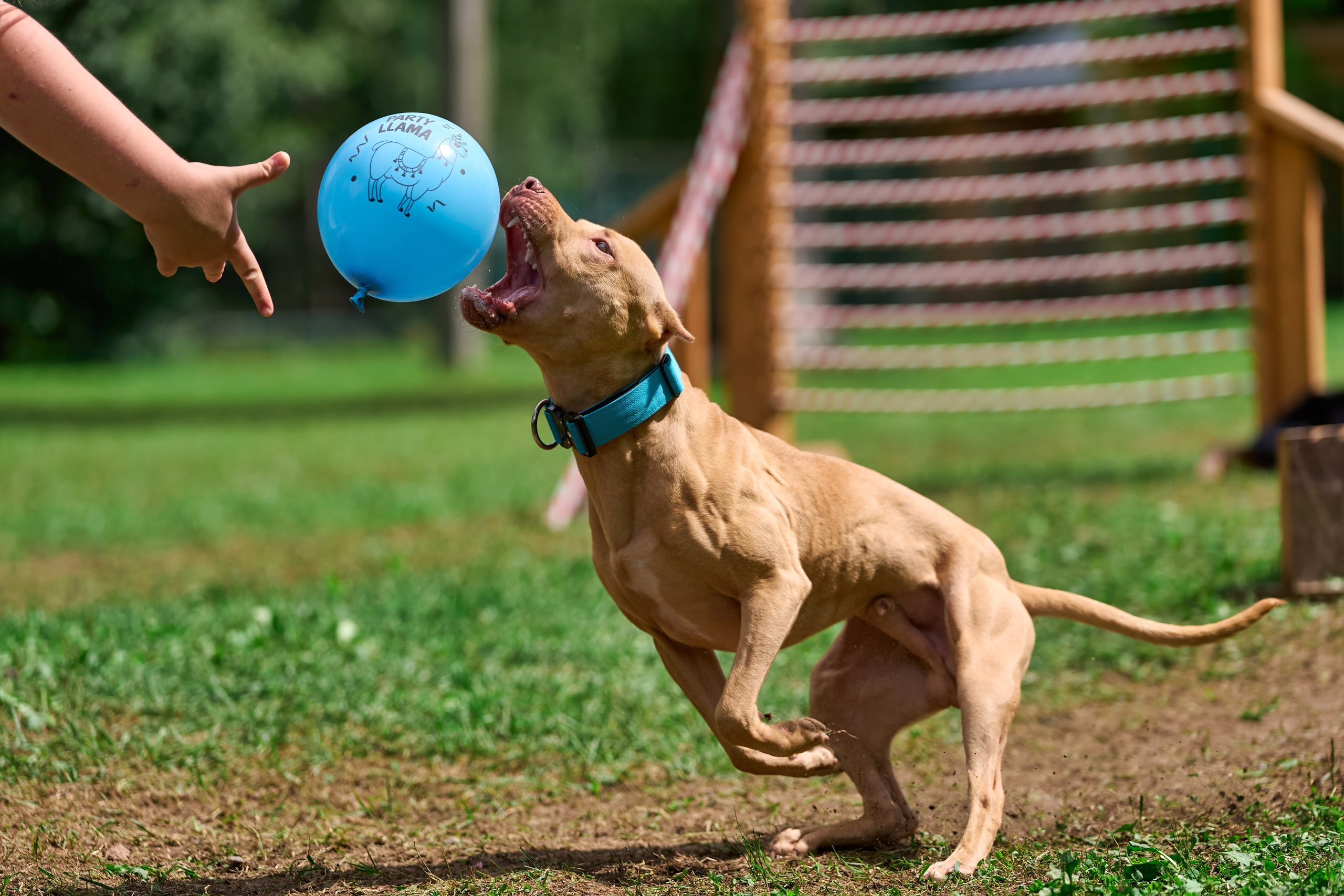 Jump'n'Gym JUMP! — 2024. Фотограф-анималист Михаил Манухин