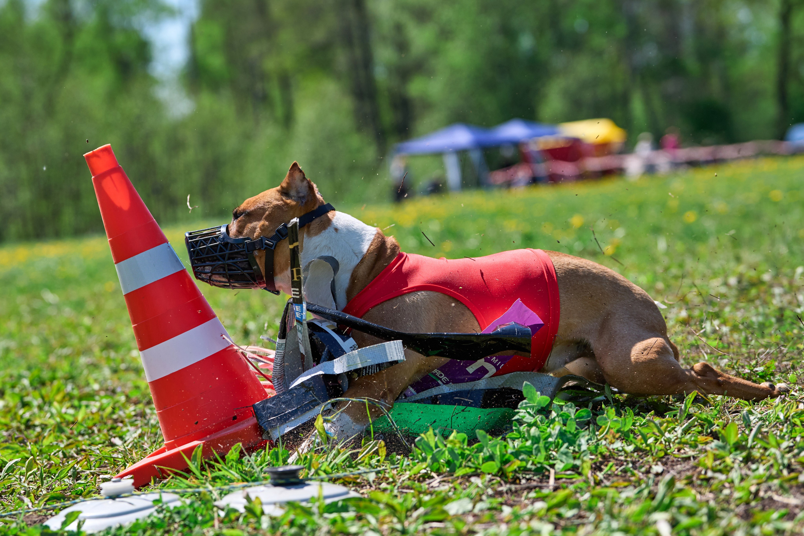 Квалификация по курсингу Донино. Фотограф-анималист Михаил Манухин