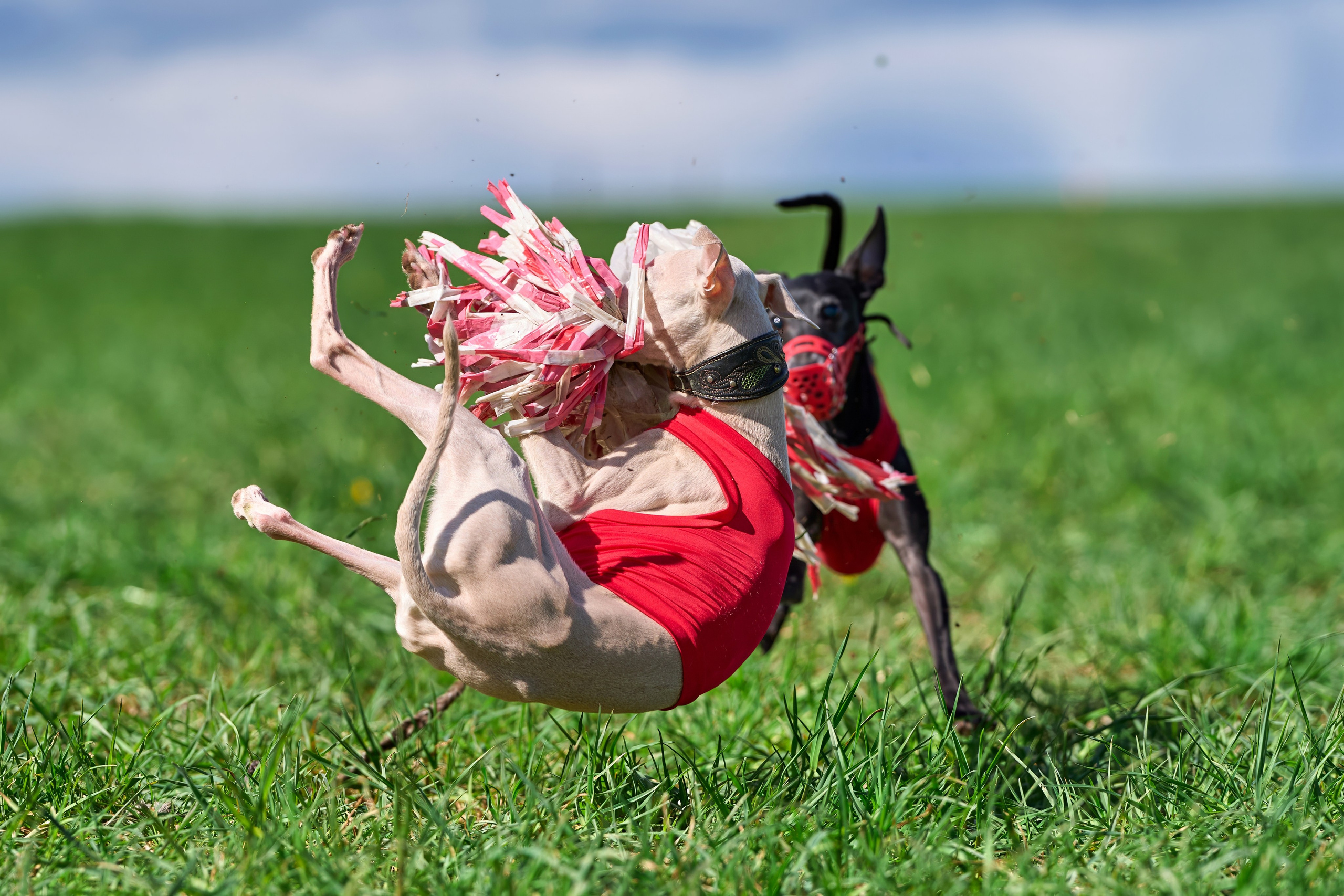Тренировка по курсингу «на Ярославке». Фотограф-анималист Михаил Манухин