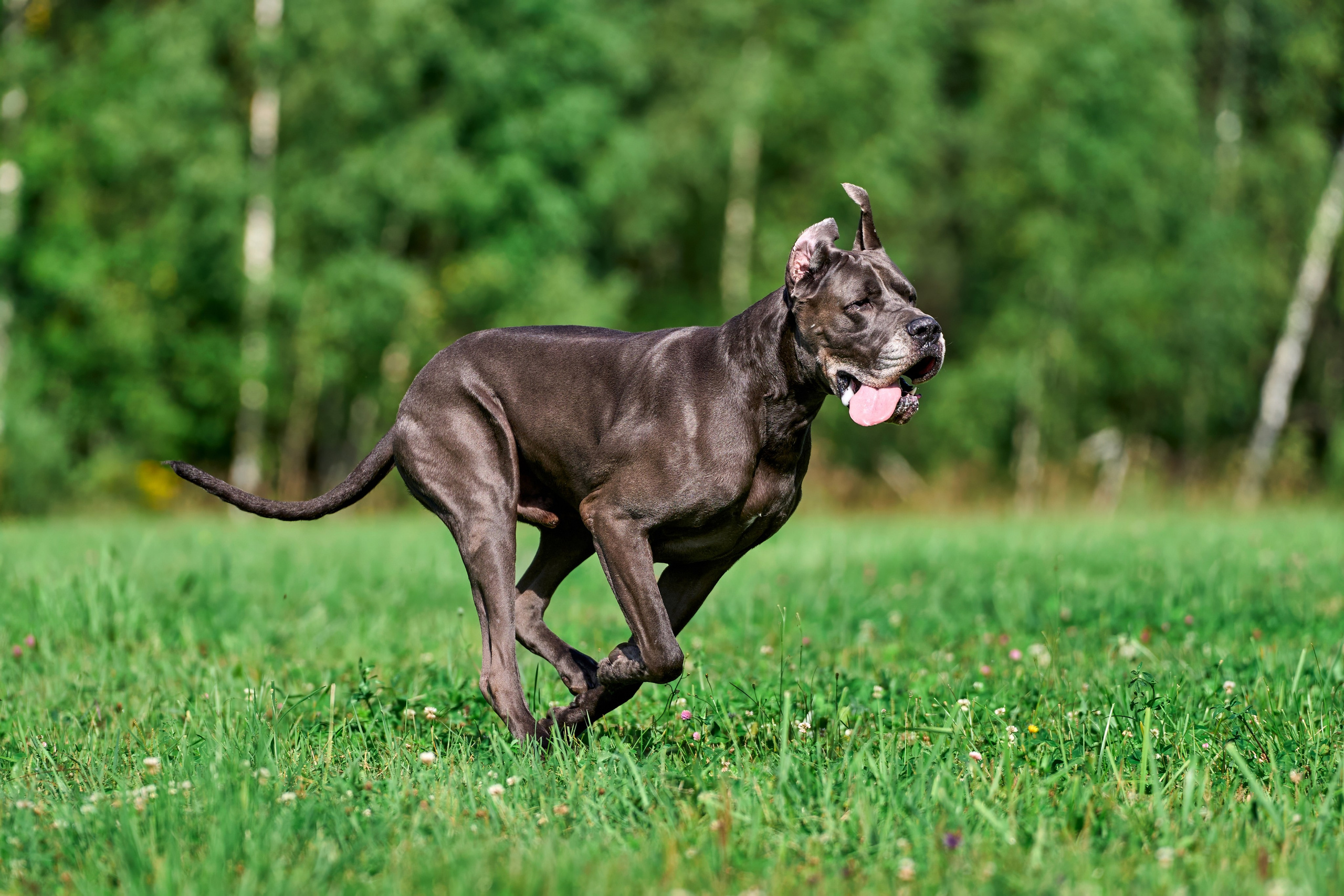 Тренировка в Донино. Фотограф-анималист Михаил Манухин