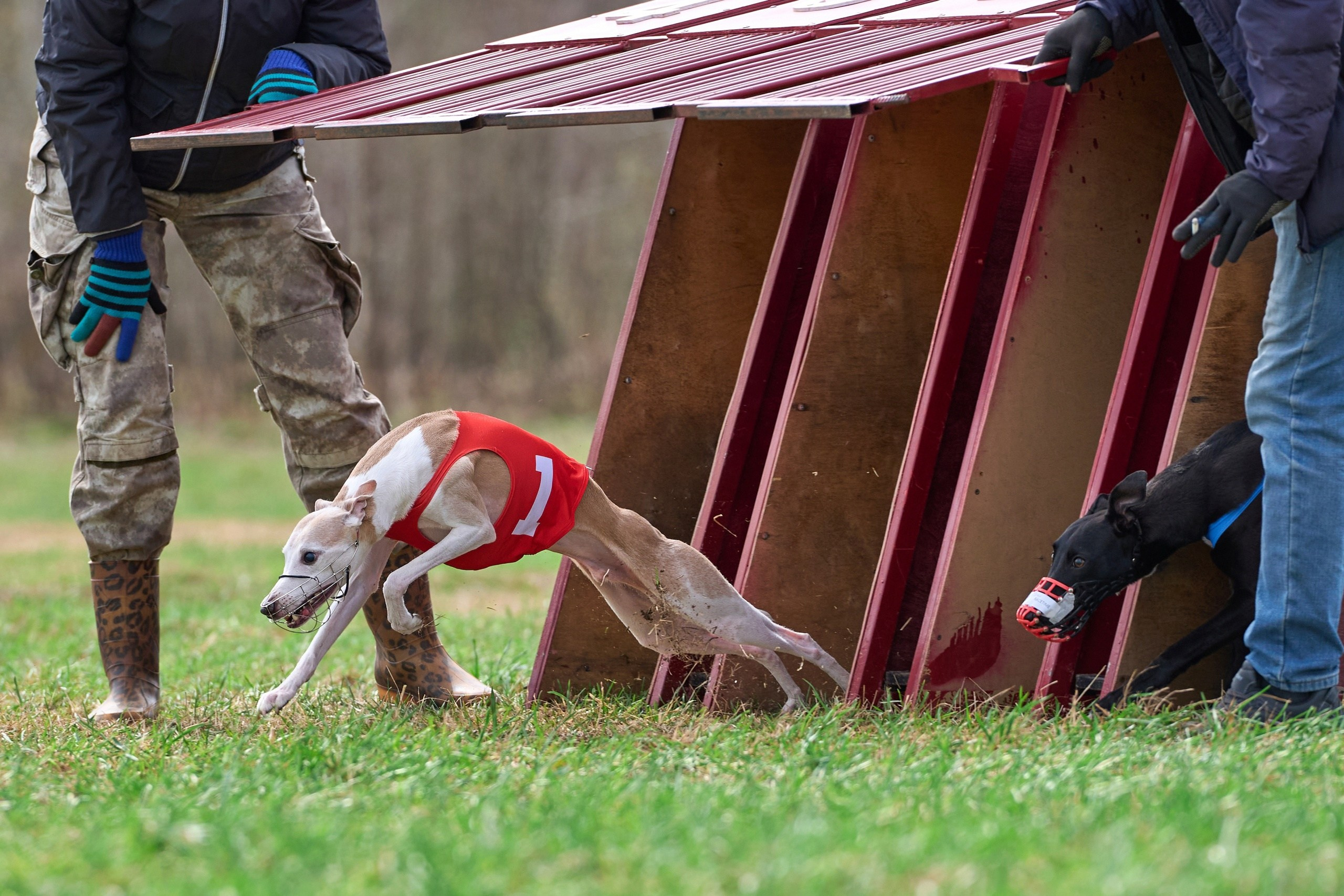 Квалификация по рейсингу. Фотограф-анималист Михаил Манухин