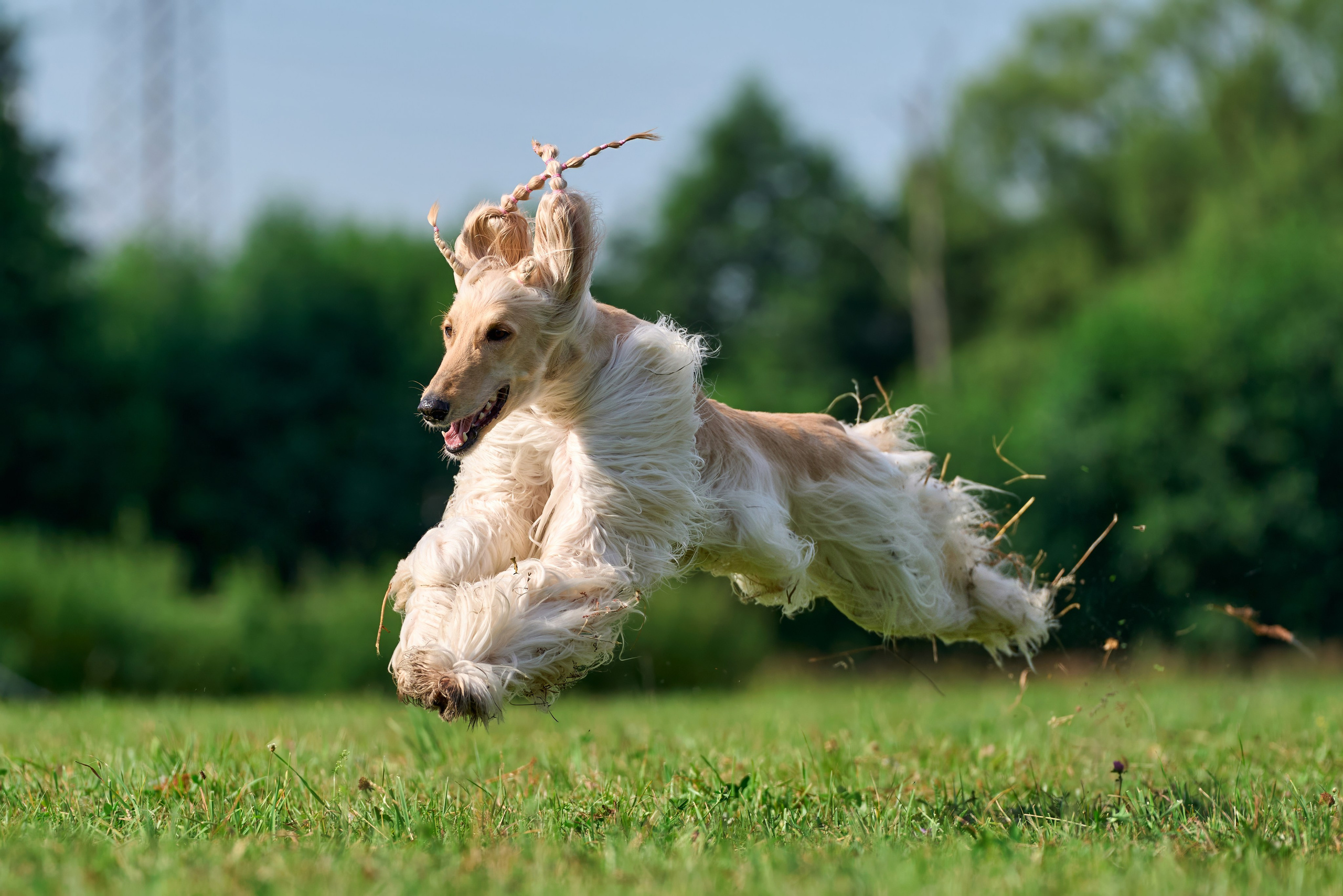 Тренировка в Донино. Фотограф-анималист Михаил Манухин
