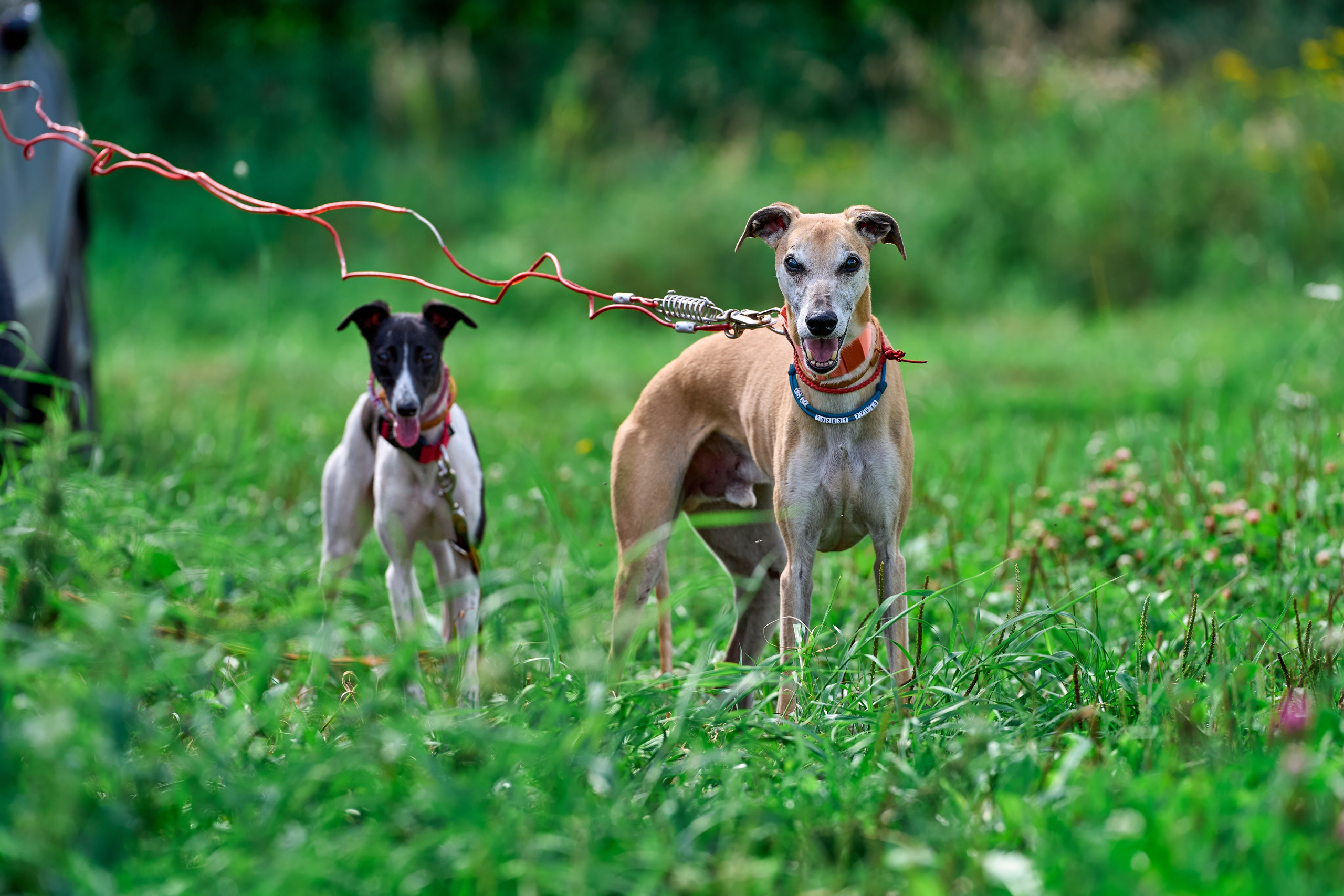 Тренировка в Донино. Фотограф-анималист Михаил Манухин