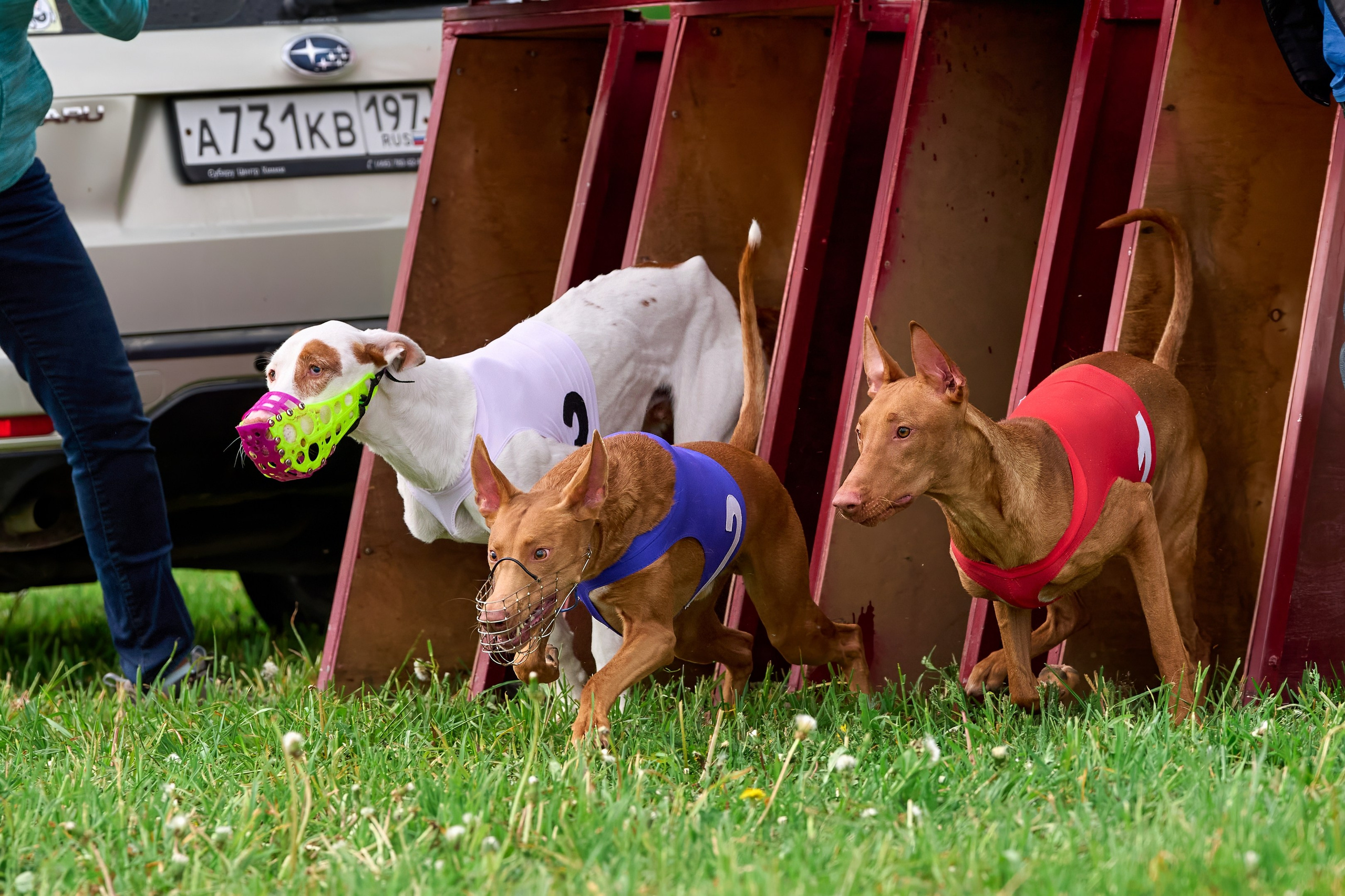 Квалификация по рейсингу. РАЛББ и Курсинг на Ярославке. Фотограф-анималист Михаил Манухин