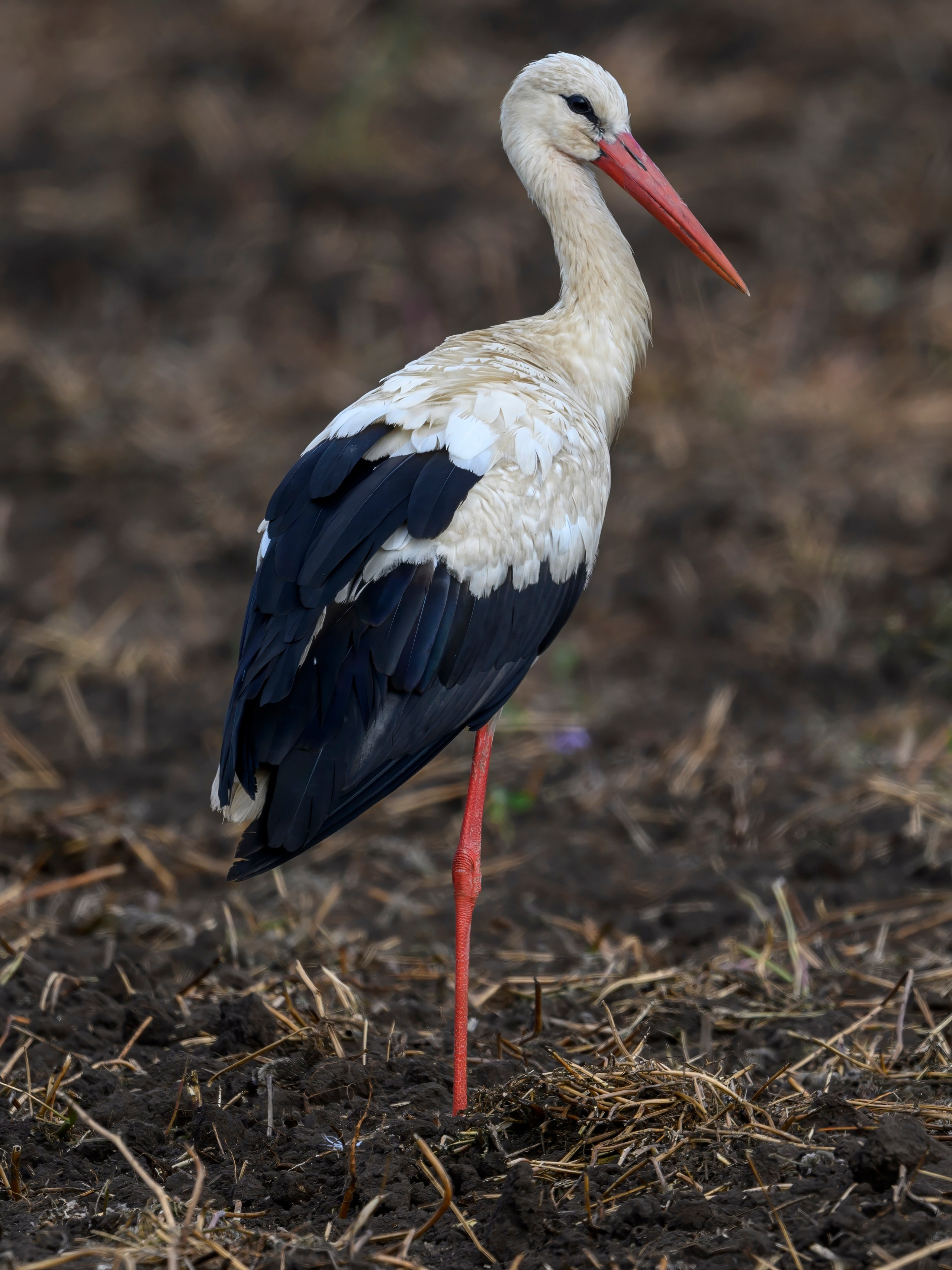 Совы и аисты. Owls and Storks. Wildlife photography by Sergey Puponin