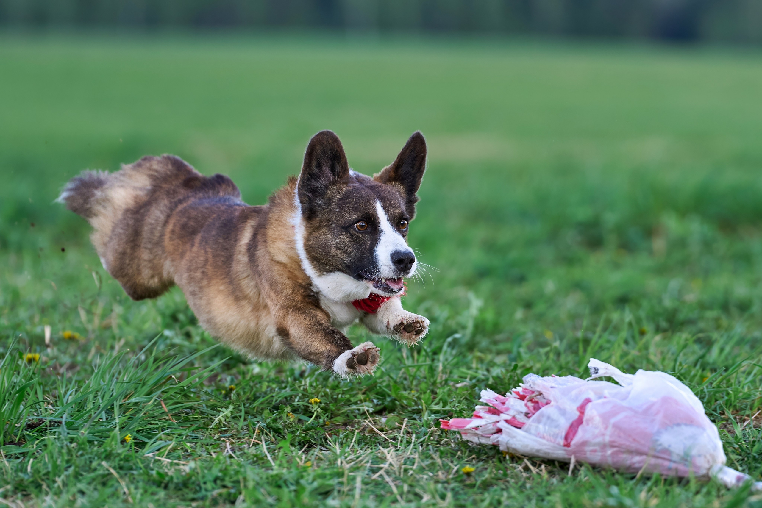 Тренировка по курсингу «на Ярославке». Фотограф-анималист Михаил Манухин