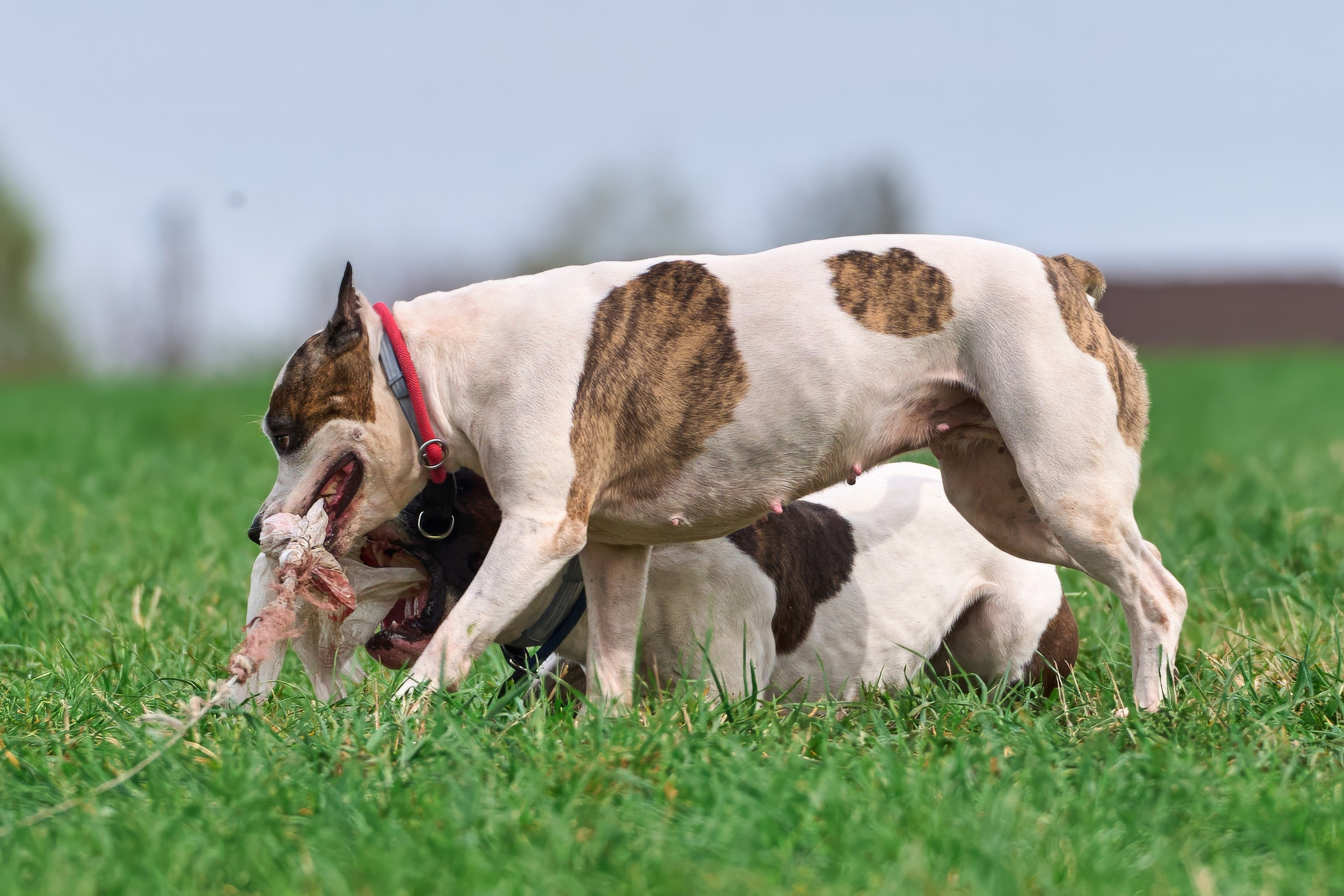 Тренировка по курсингу «на Ярославке». Фотограф-анималист Михаил Манухин