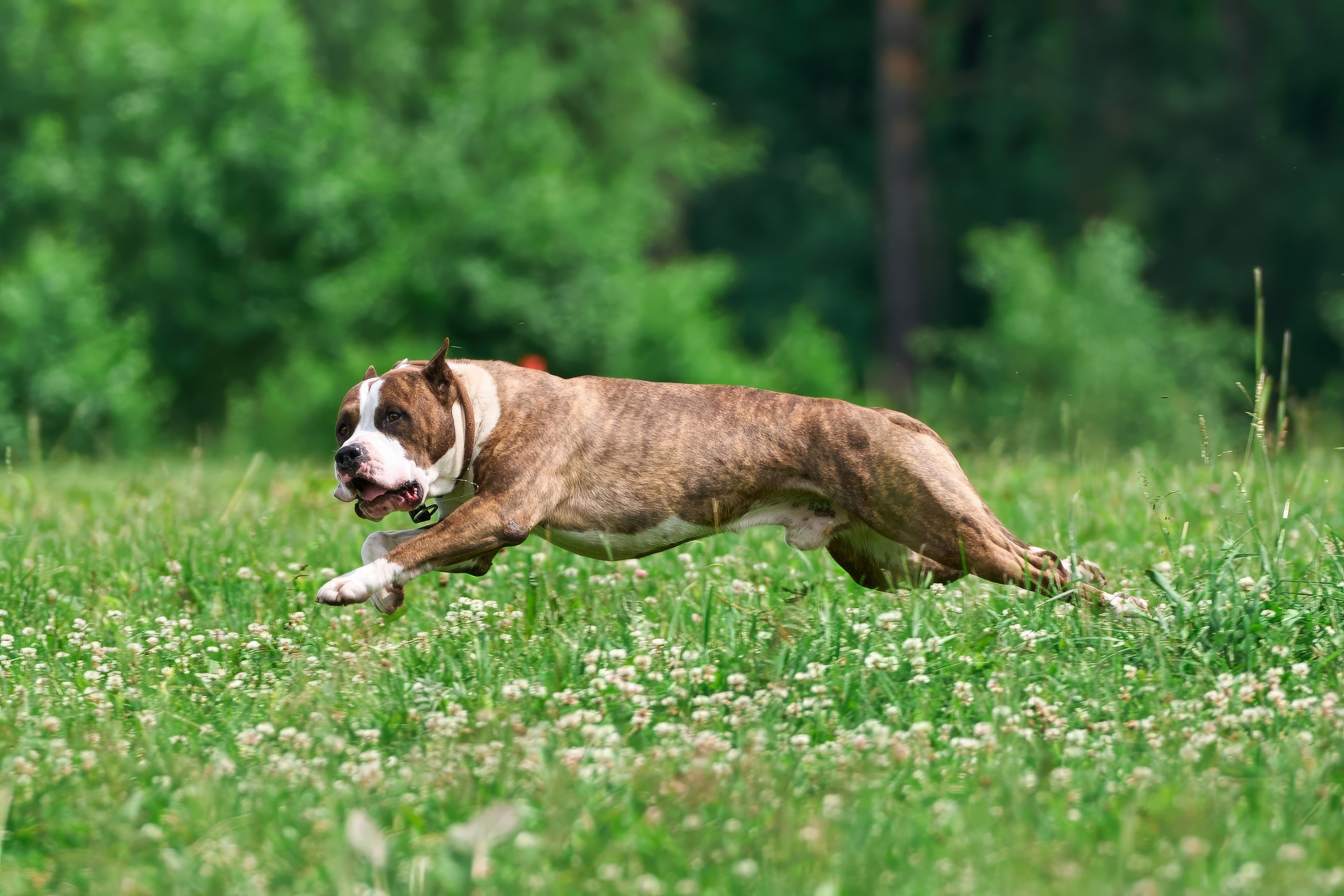 Тренировка по курсингу в Донино. Фотограф-анималист Михаил Манухин