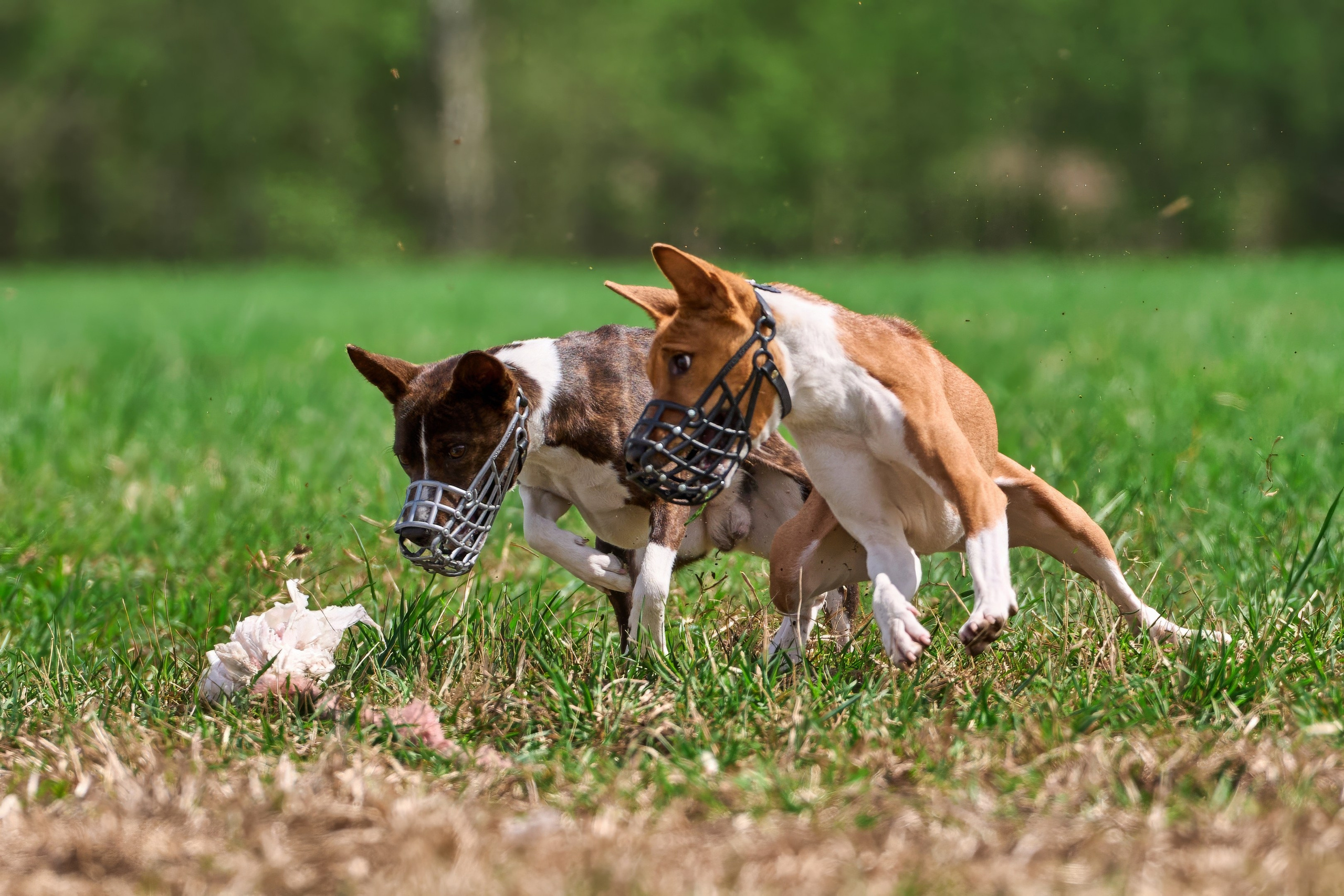 Тренировка по курсингу «на Ярославке». Фотограф-анималист Михаил Манухин