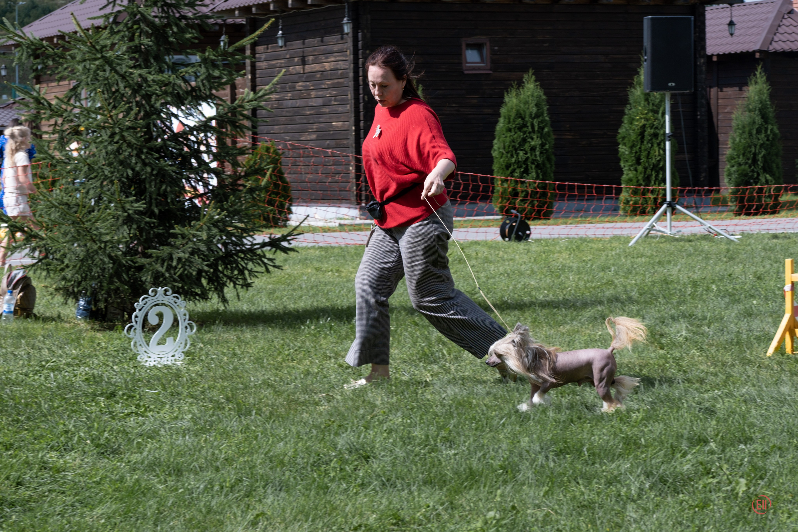 Липецк. Выставка собак. Питомник китайских хохлатых собак Poale Ell: купить щенка