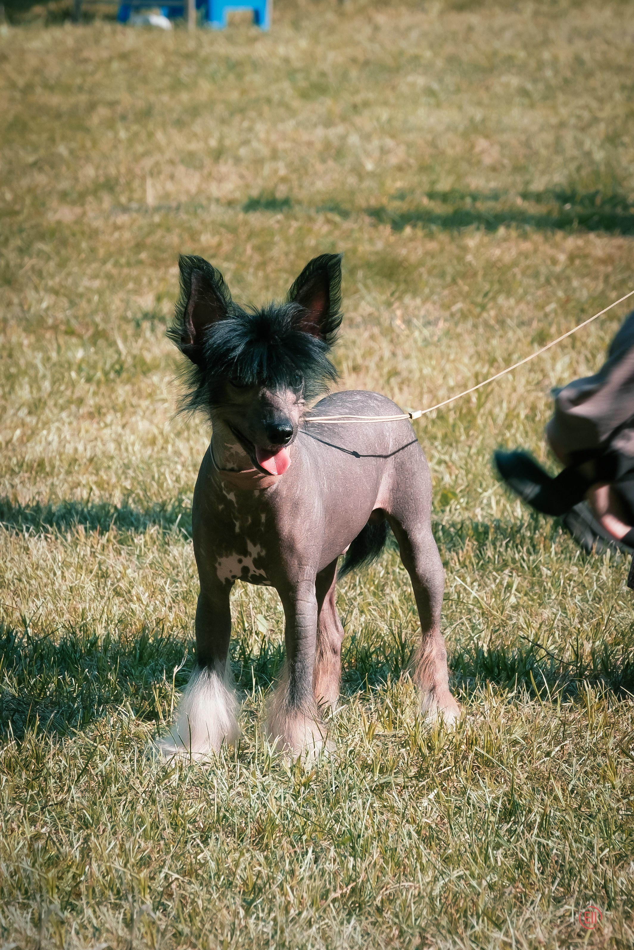 Vik’s first exhibition (Poale Ell Vik). Chinese Crested Dog Kennel Poale Ell