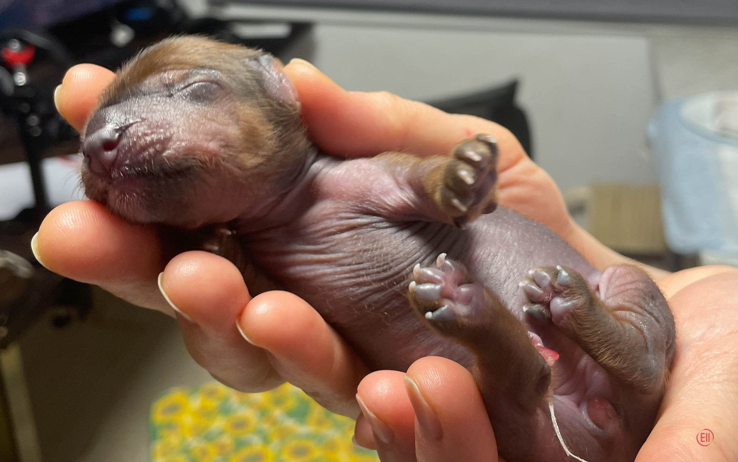 День рождения. Голая девочка.