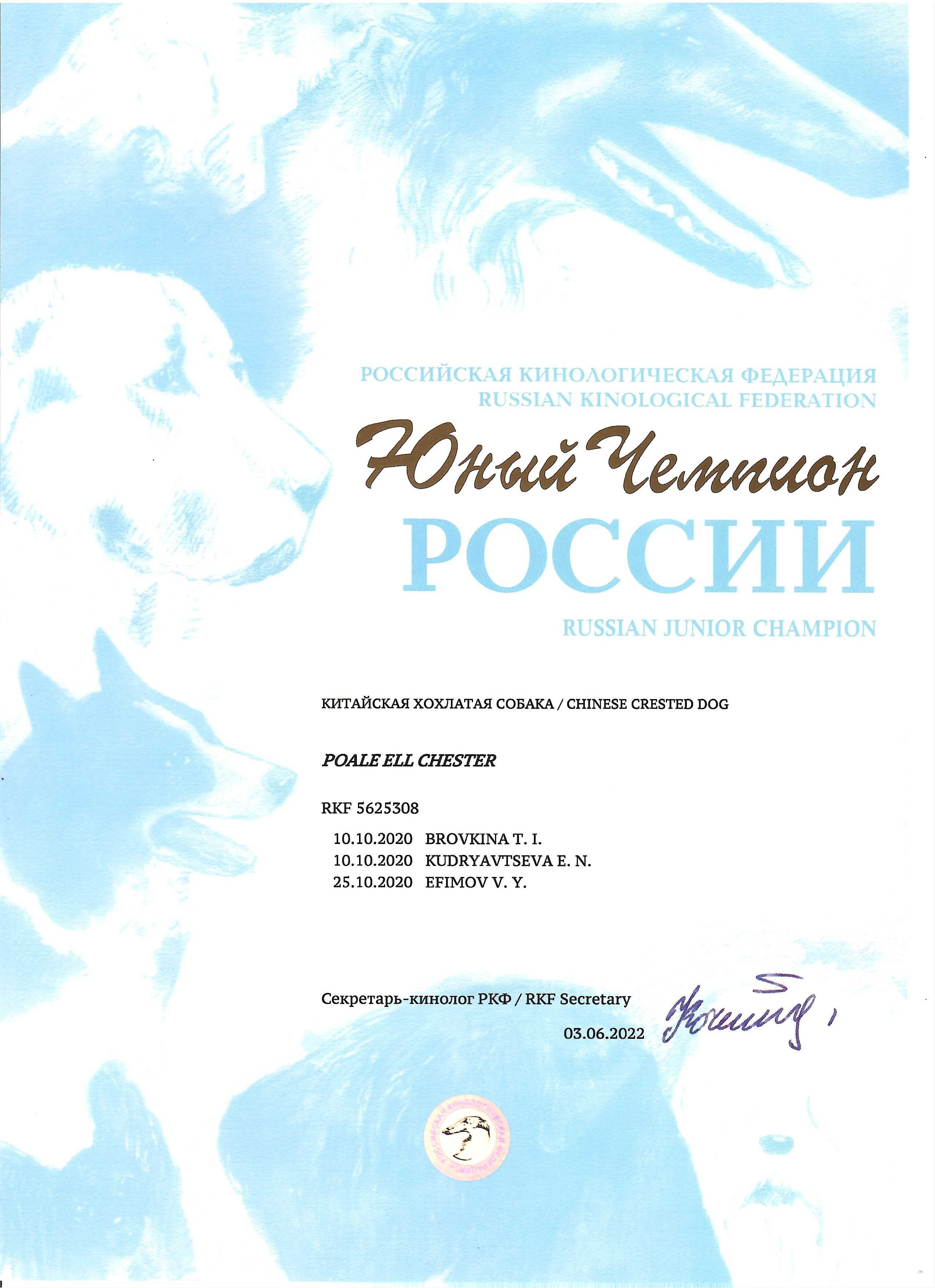 Poale Ell Chester. Питомник китайских хохлатых собак Poale Ell: купить щенка