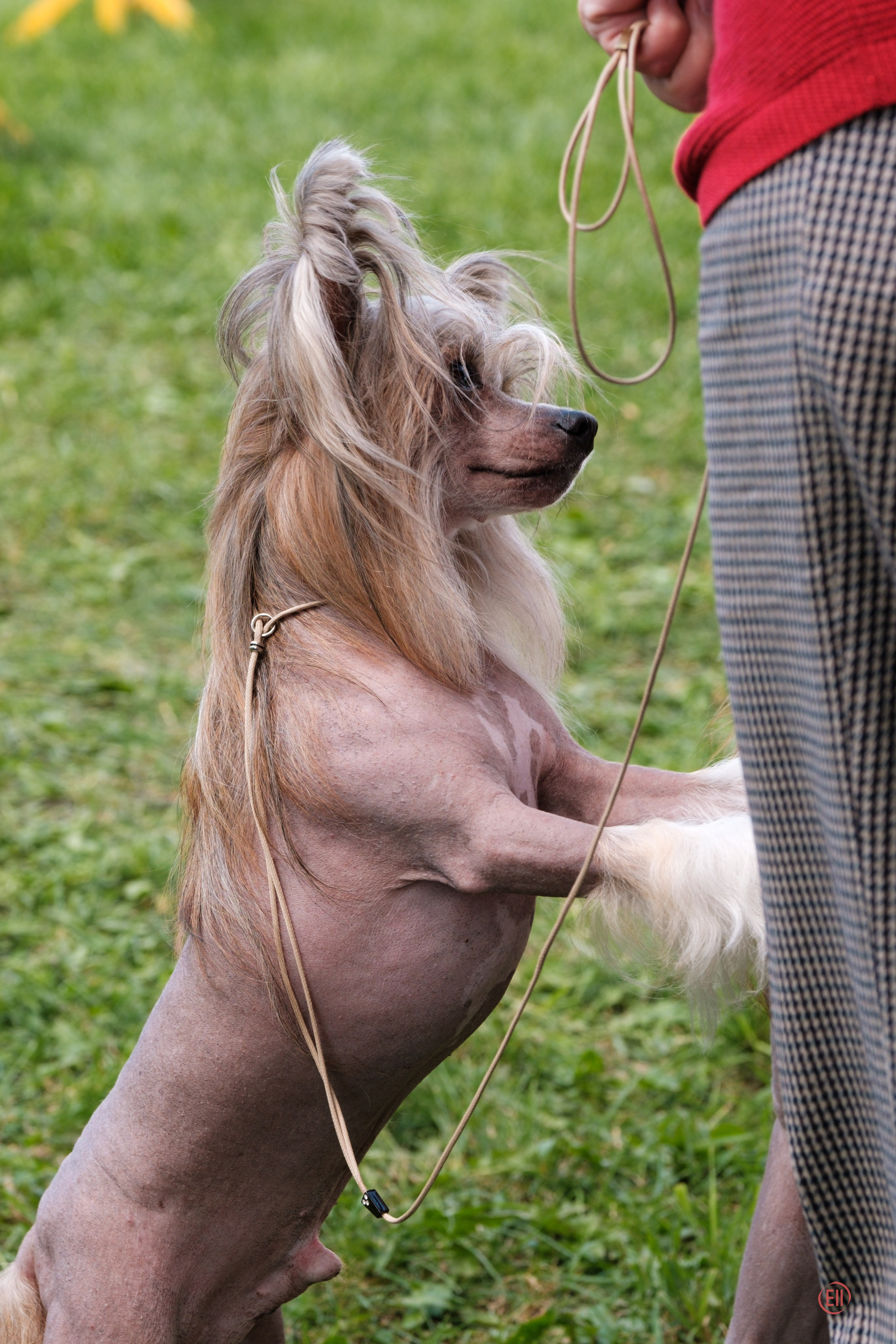 Липецк. Выставка собак. Питомник китайских хохлатых собак Poale Ell: купить щенка