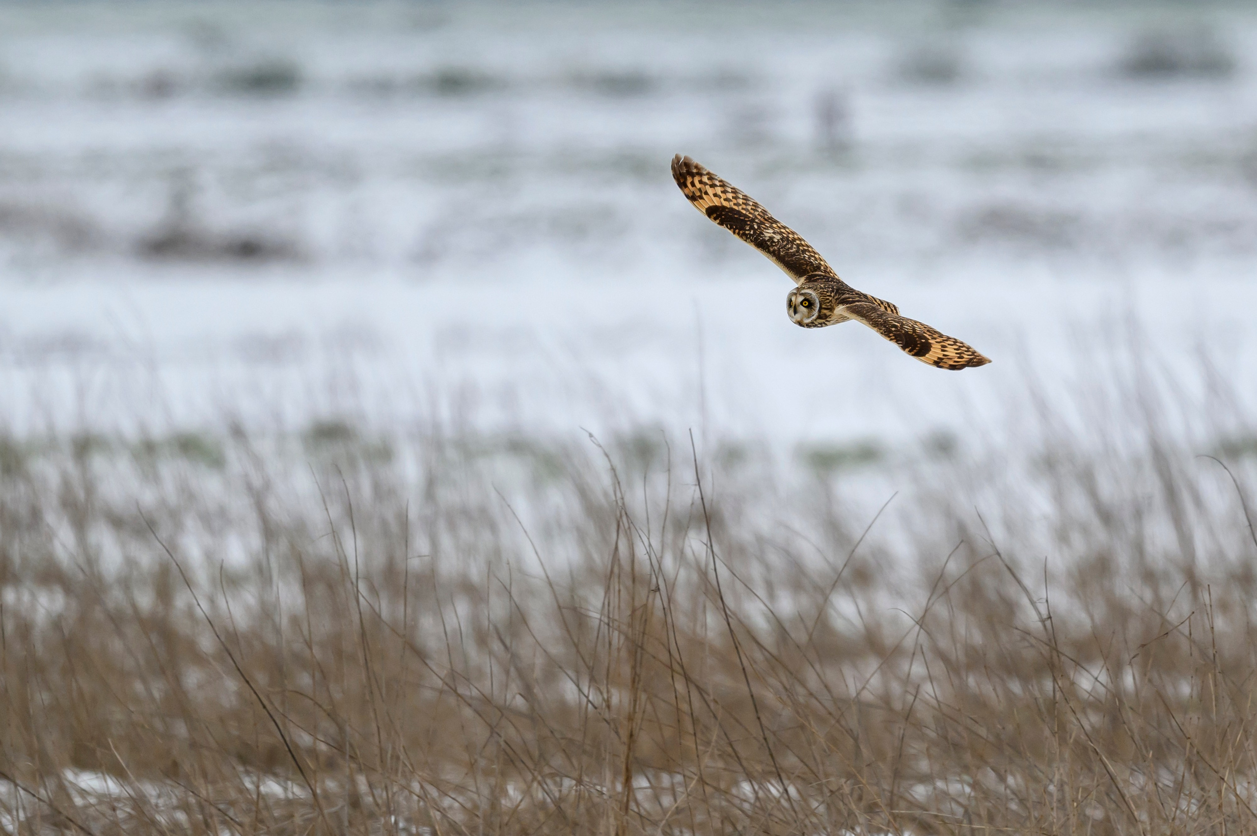 Снегопад. Wildlife photography by Sergey Puponin