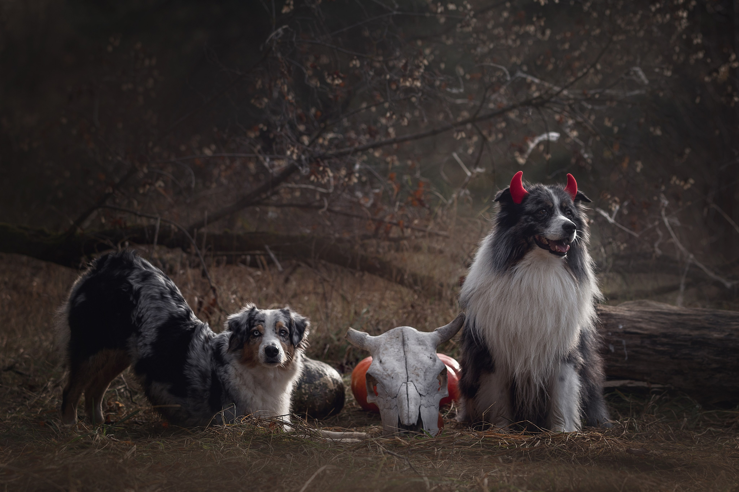 Фотодень «Хэллоуин» 2024. Фотограф-анималист в Калуге Мария Шерскова