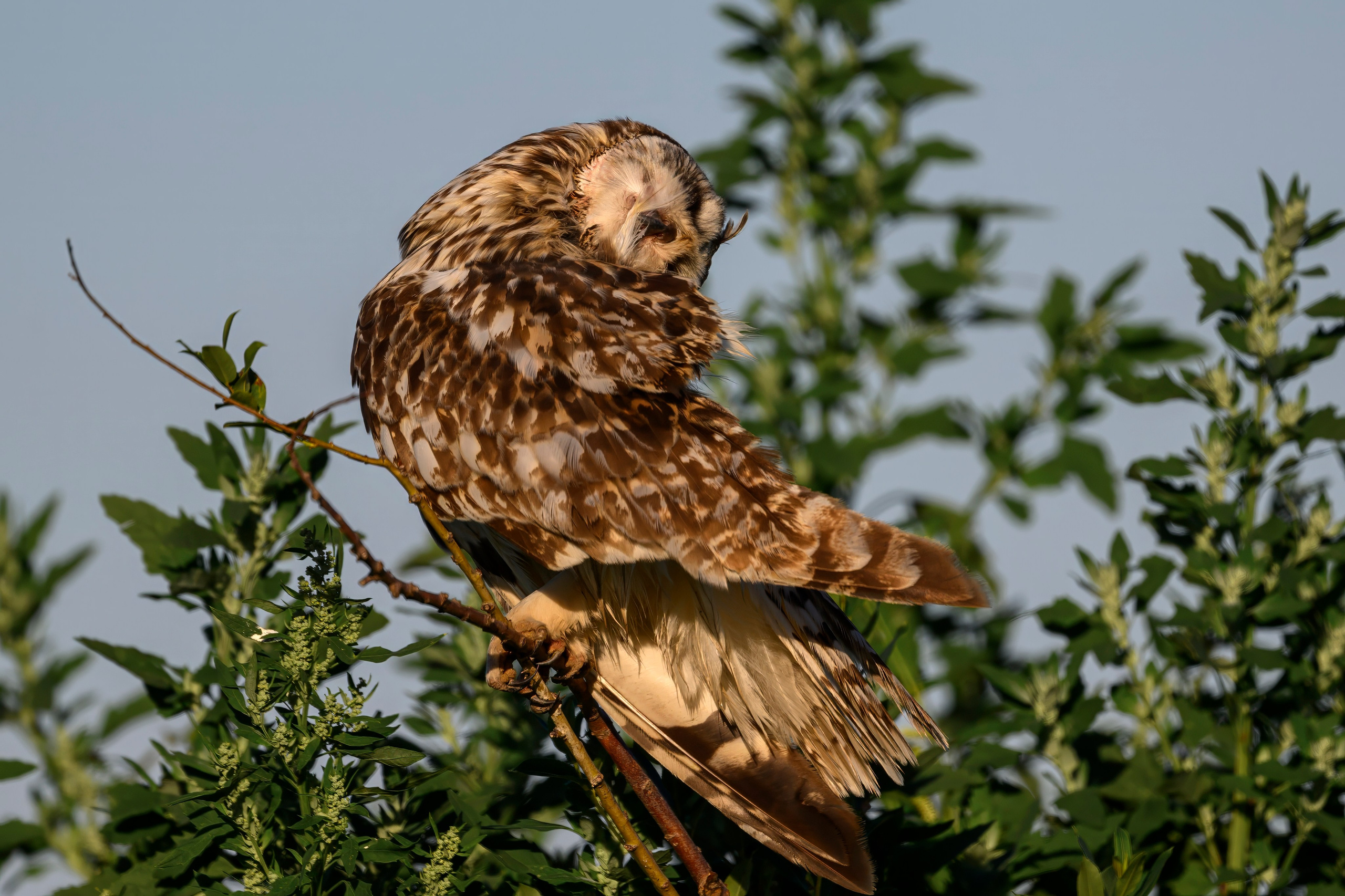 Утренний моцион совы. Owl's morning routine. Wildlife photography by Sergey Puponin