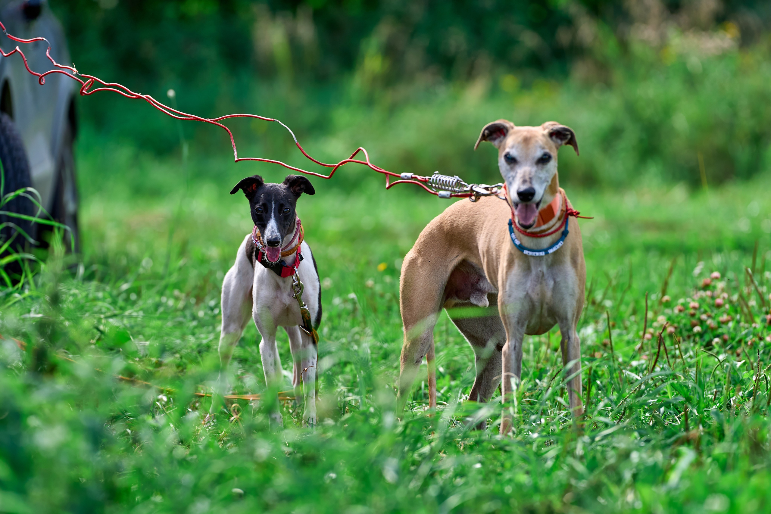 Тренировка в Донино. Фотограф-анималист Михаил Манухин
