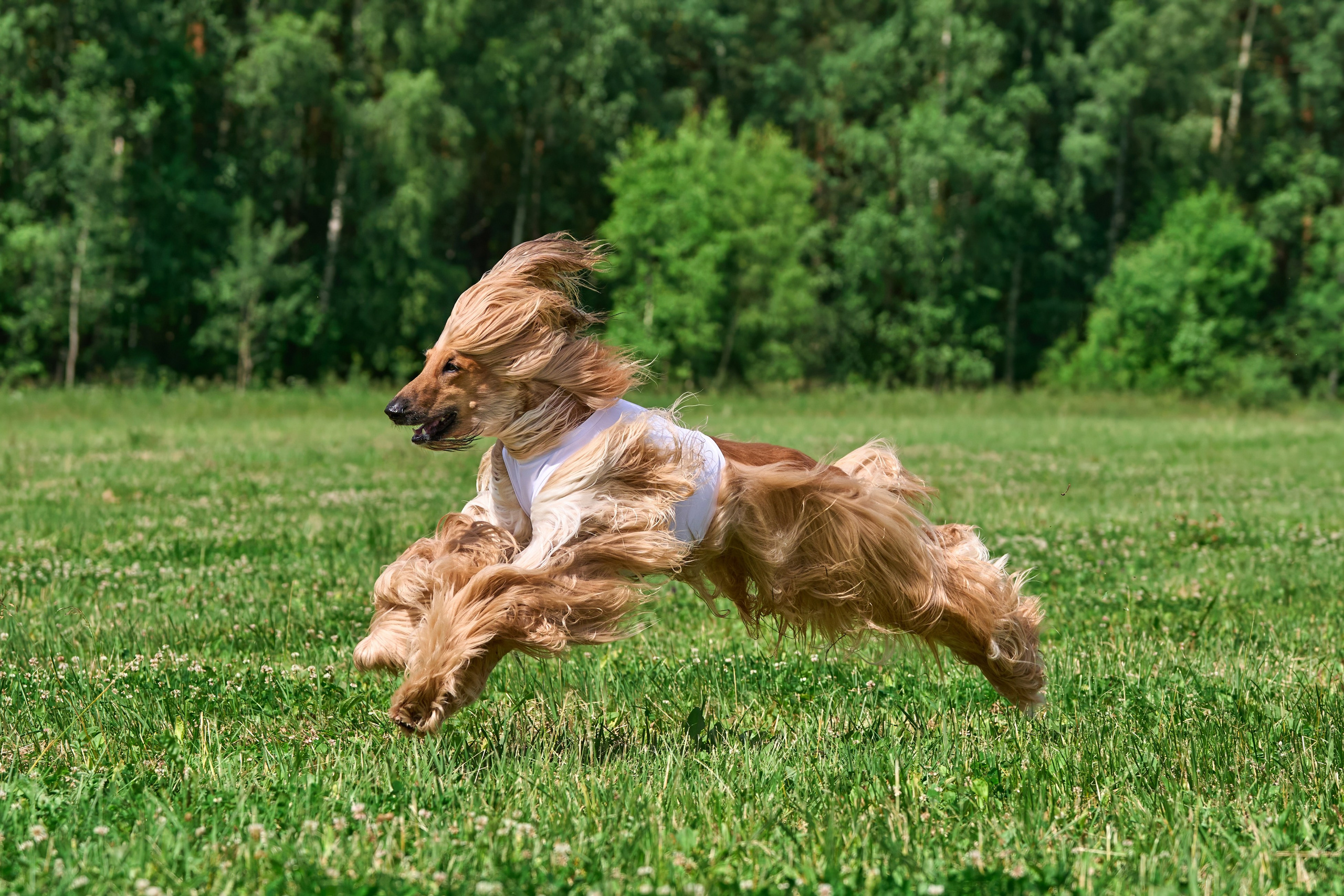 Тренировка по курсингу в Донино. Фотограф-анималист Михаил Манухин