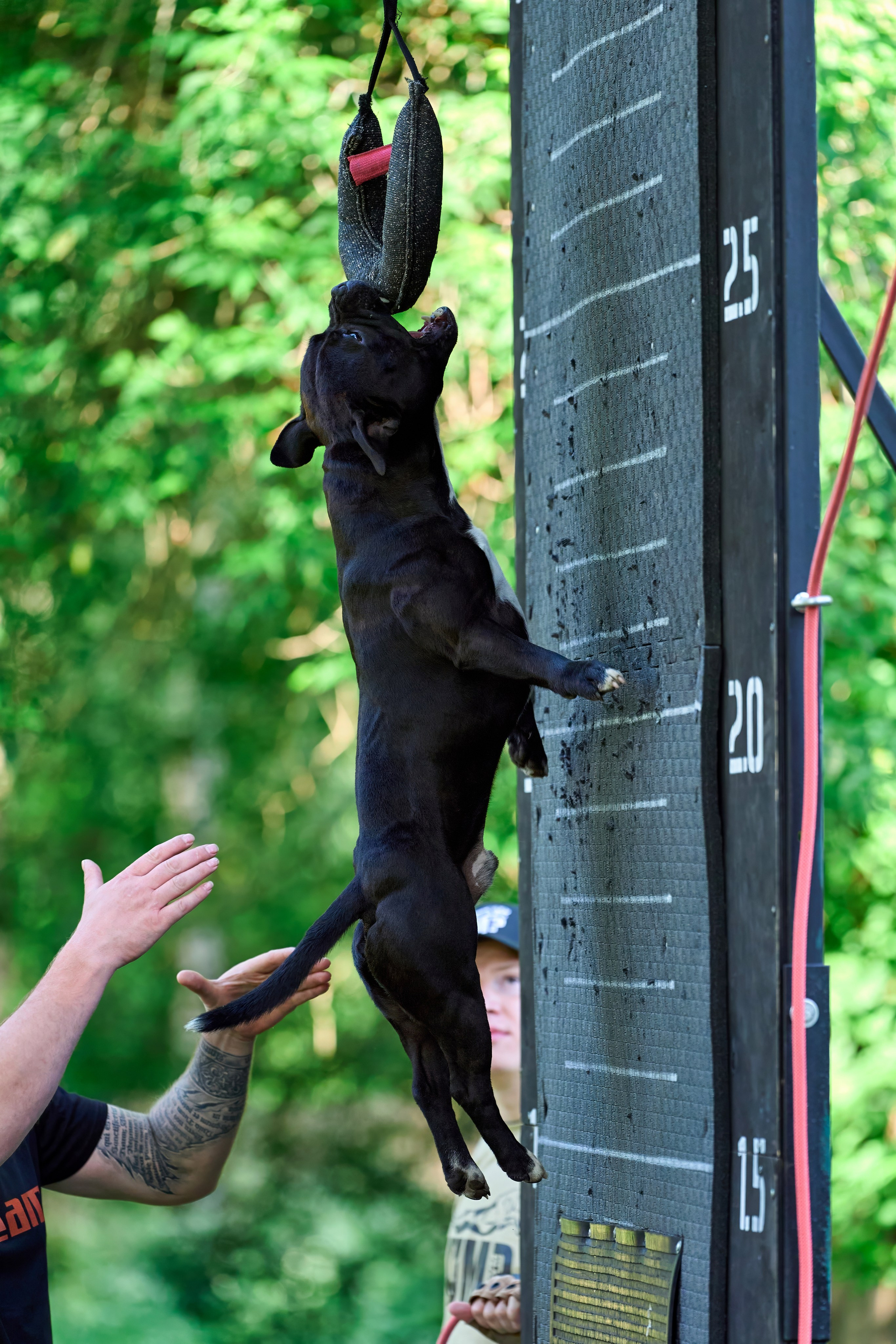 Двухдневные соревнования «Jump'n'Gym Fest — 2024». Фотограф-анималист Михаил Манухин