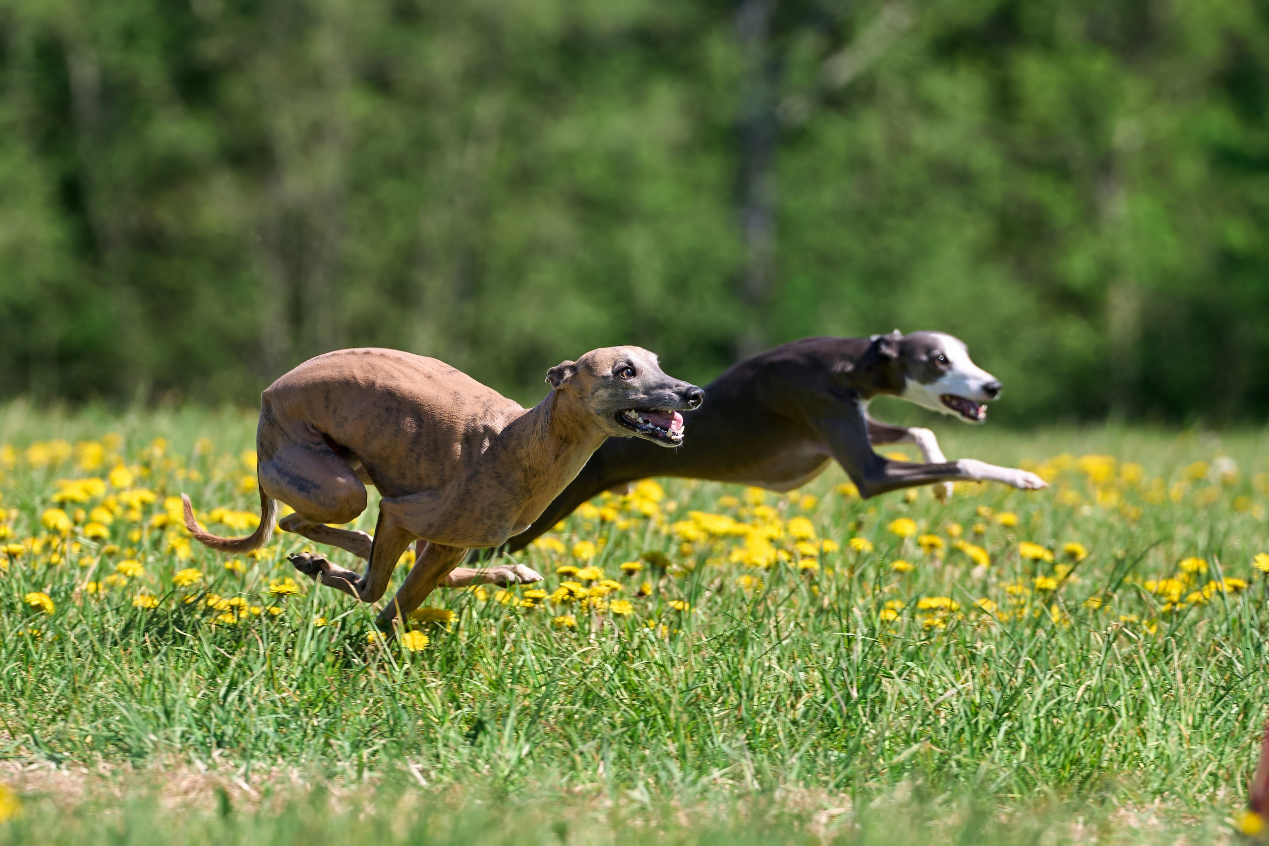 Тренировка по курсингу «на Ярославке». Фотограф-анималист Михаил Манухин