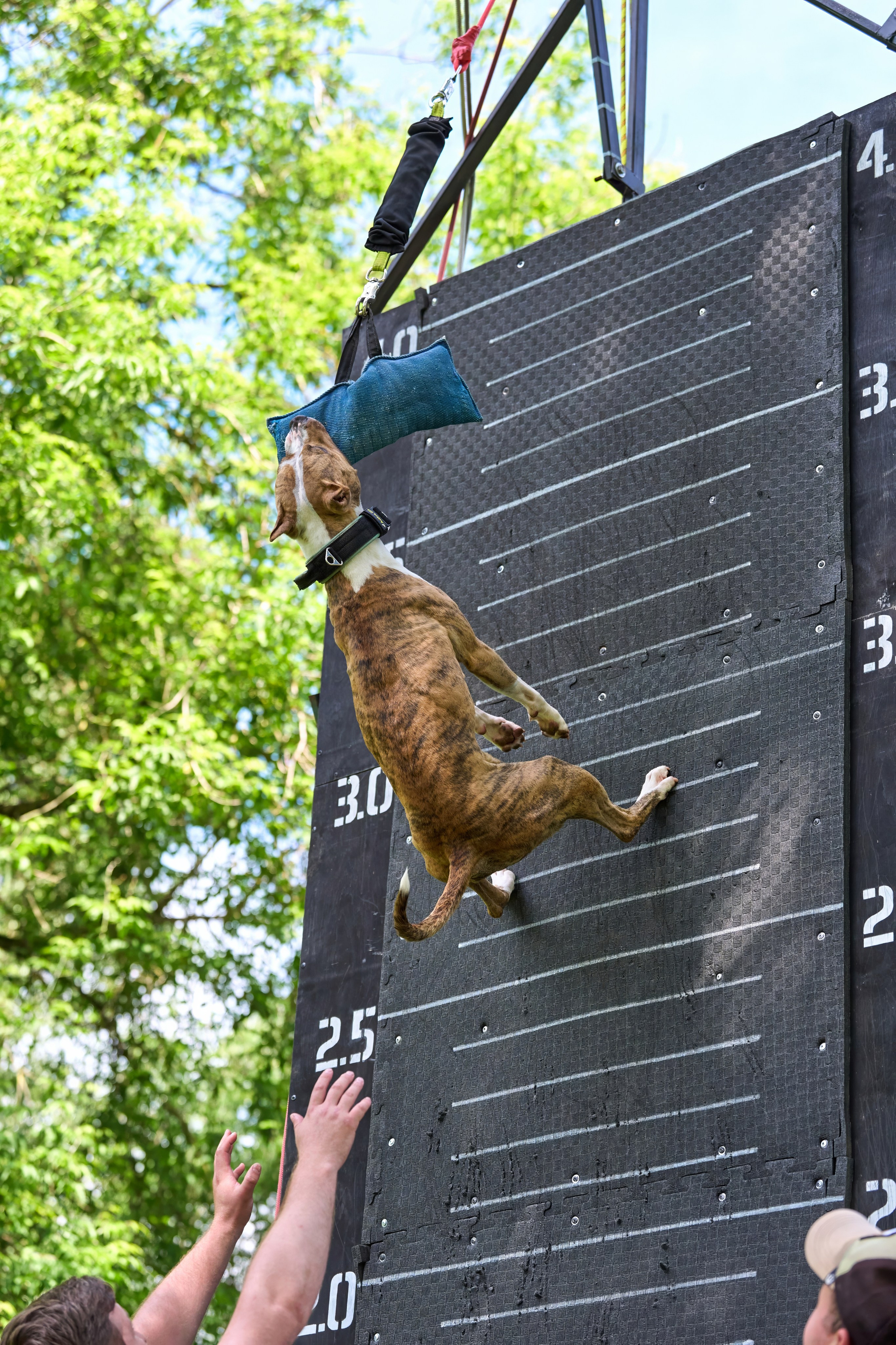 Двухдневные соревнования «Jump'n'Gym Fest — 2024». Фотограф-анималист Михаил Манухин