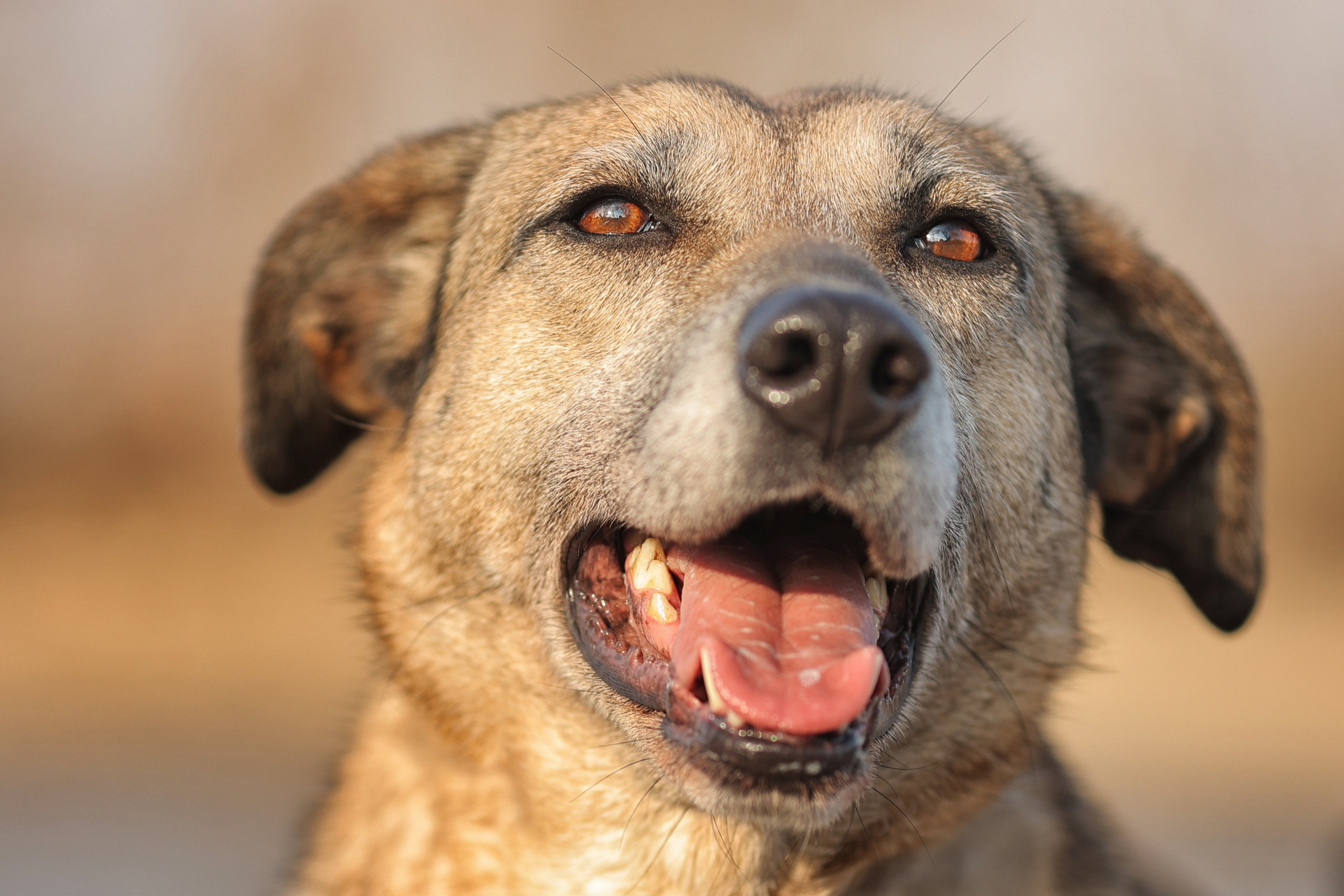 ИЩУТ ДОМ. Фотограф-анималист в Москве и Подмосковье
